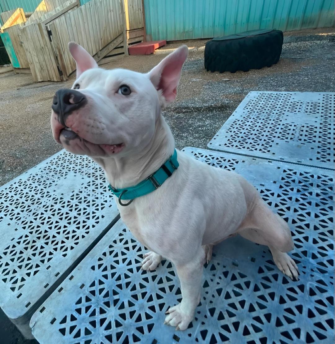 Enlarge Stitch, a Adoptable Pit Bull Terrier in Kansas City, MO image 3/4