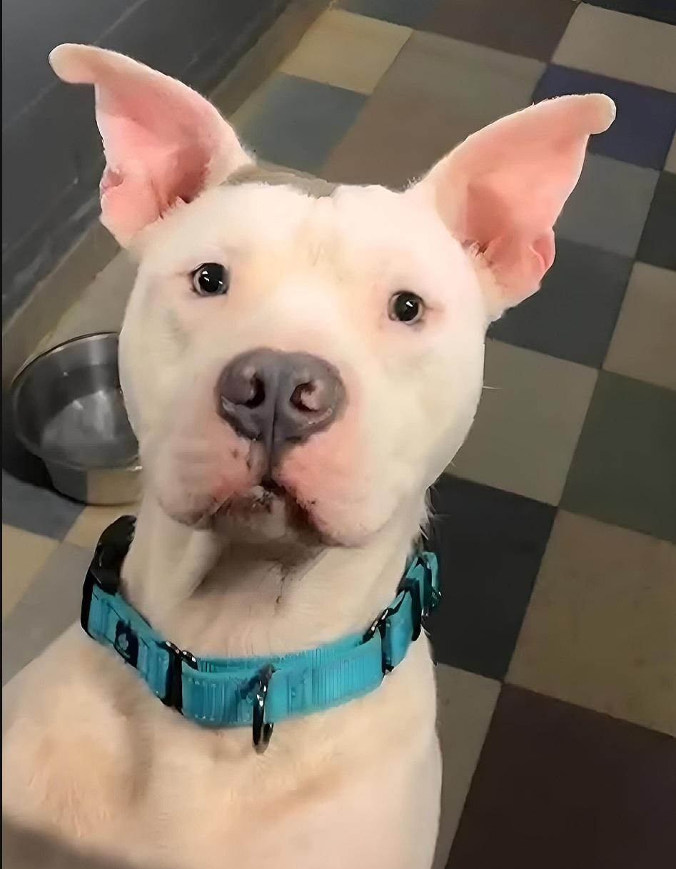 Enlarge Stitch, a Adoptable Pit Bull Terrier in Kansas City, MO image 2/4