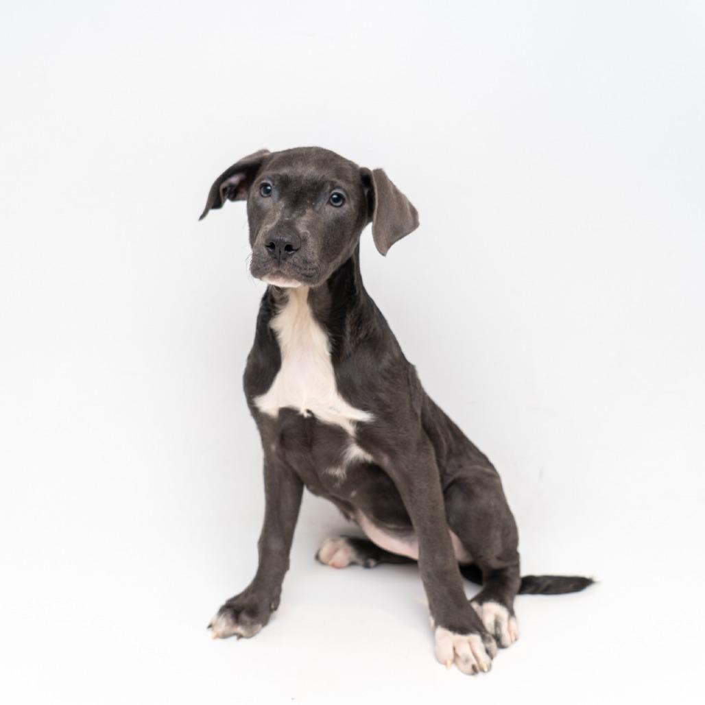 Pepa, Adoptable, Puppy Female Hound.