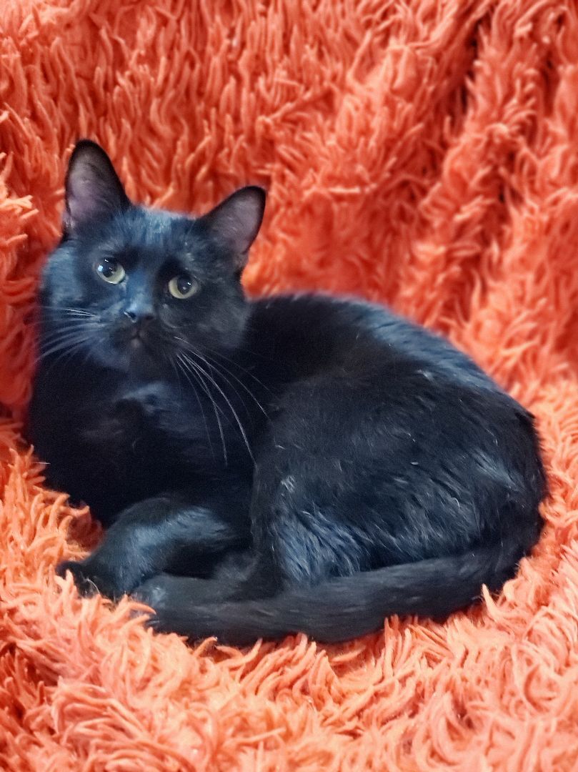 Radley, a Adoptable Domestic Short Hair in Lubbock, TX image 1/6