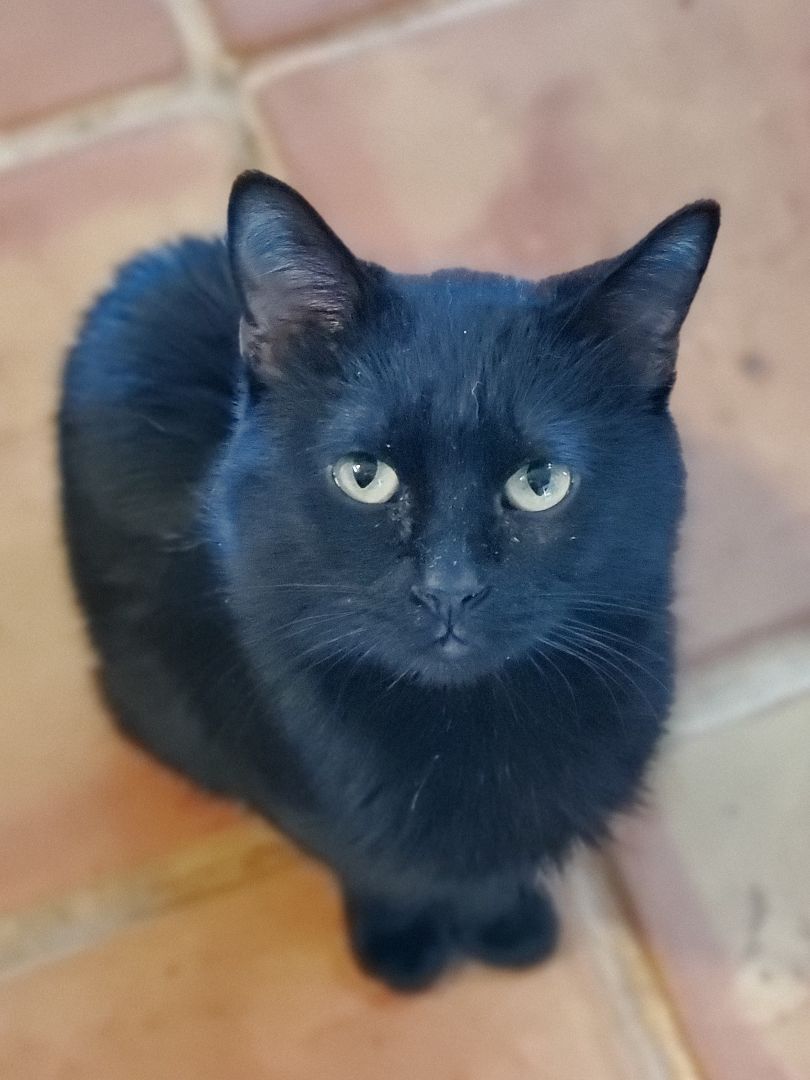 Radley, a Adoptable Domestic Short Hair in Lubbock, TX image 2/6