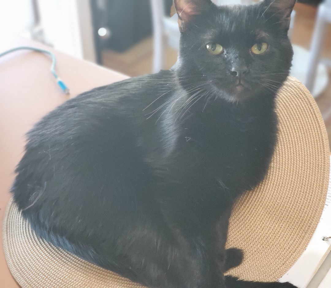 Radley, a Adoptable Domestic Short Hair in Lubbock, TX image 3/6