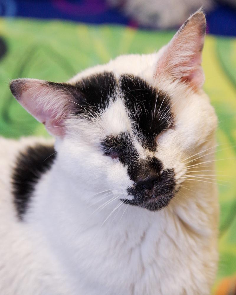 Cat for adoption Charli Gigi a Domestic Short Hair in Scituate MA Cat for adoption Charli Gigi a Domestic Short Hair in Scituate MA