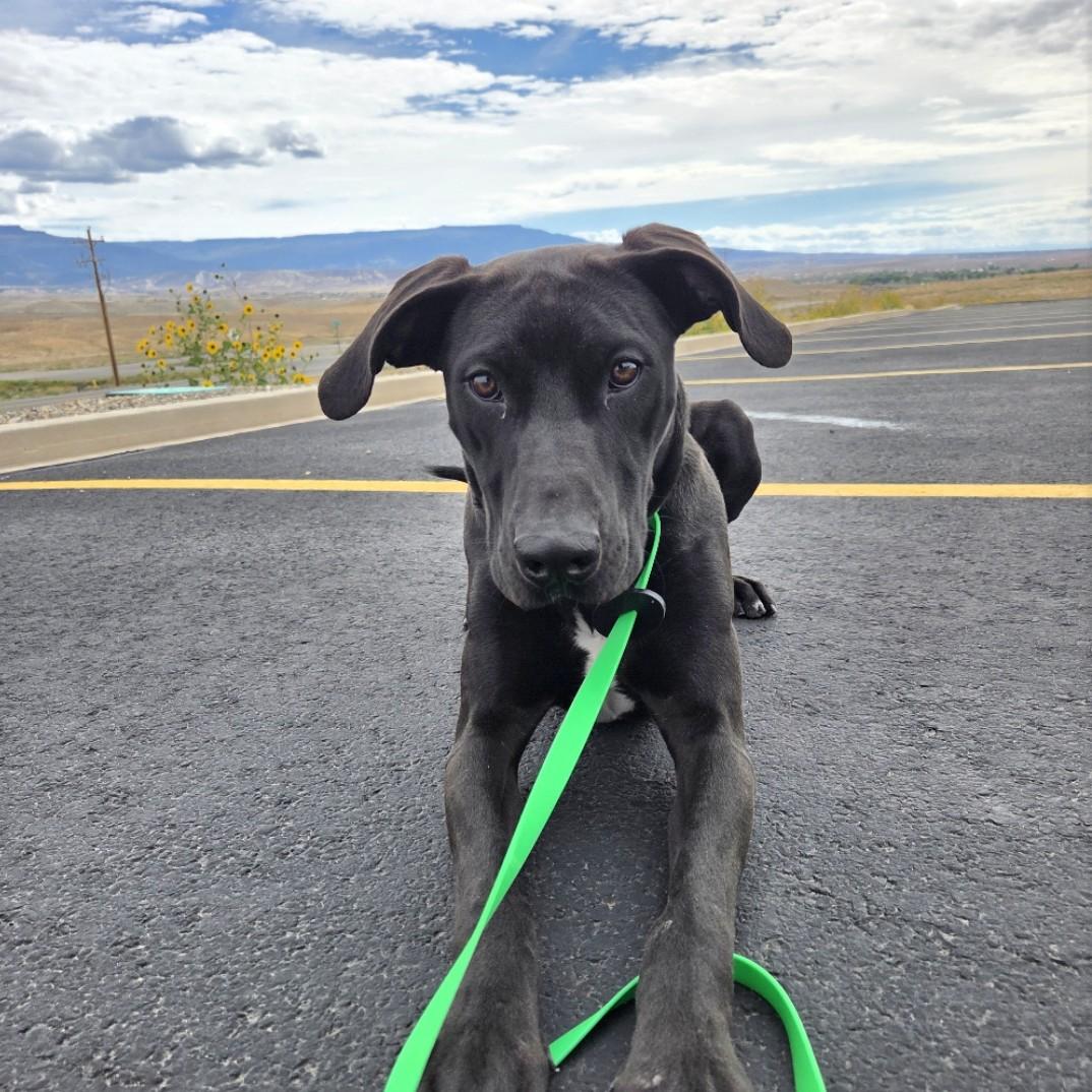 Enlarge Paisley, a Adoptable mixed breed in Grand Junction, CO image 1/4