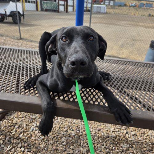 Enlarge Paisley, a Adoptable mixed breed in Grand Junction, CO image 2/4