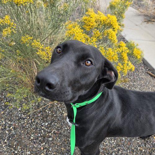 Enlarge Paisley, a Adoptable mixed breed in Grand Junction, CO image 3/4