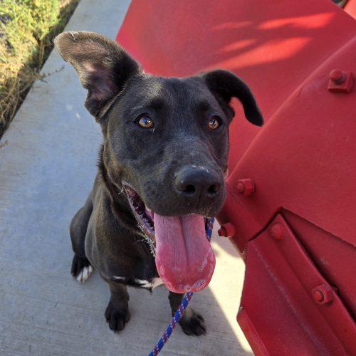 Enlarge Paisley, a Adoptable mixed breed in Grand Junction, CO image 4/4