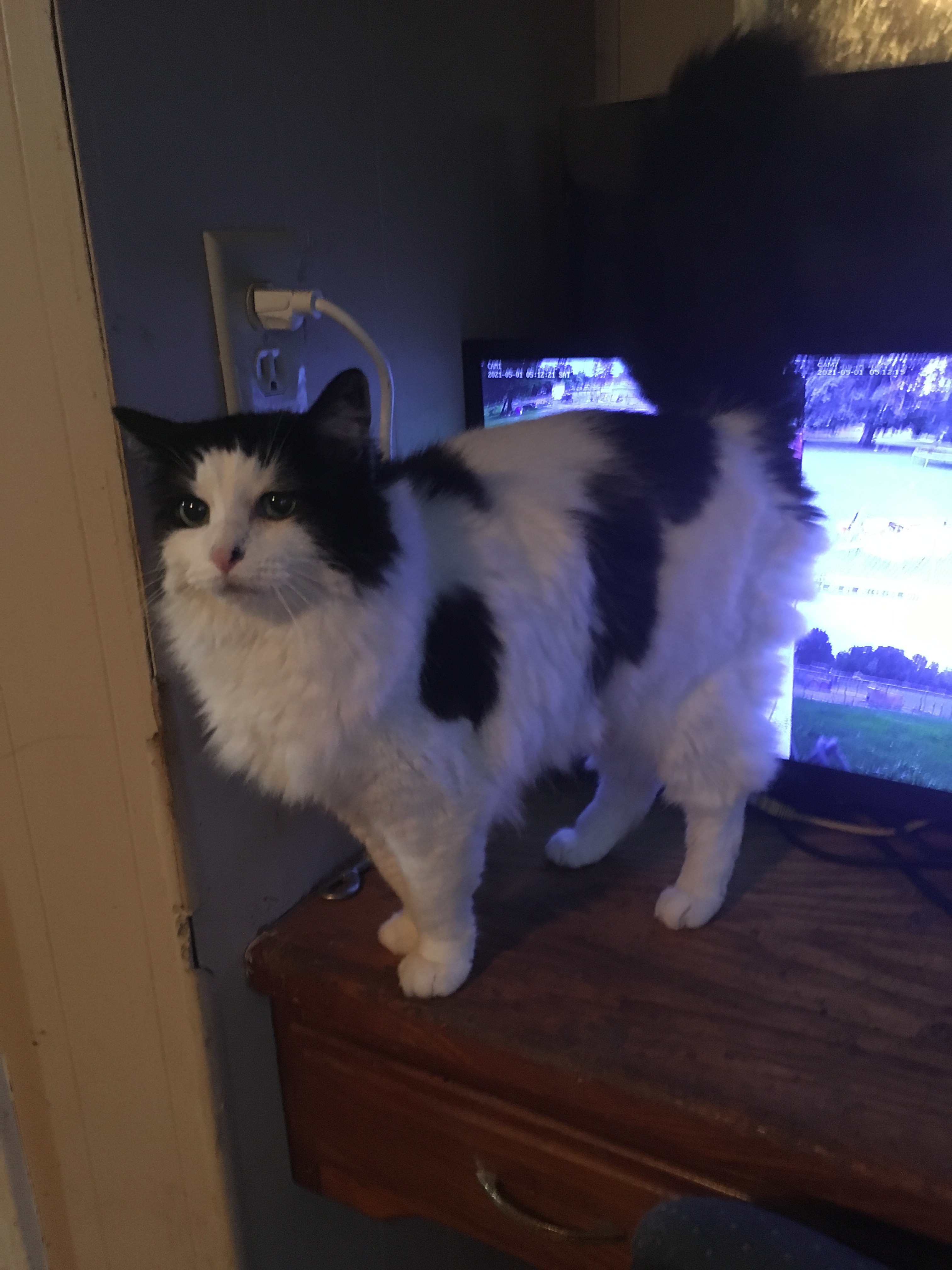 Magic, a Adoptable mixed breed in Walker, LA image 1/6