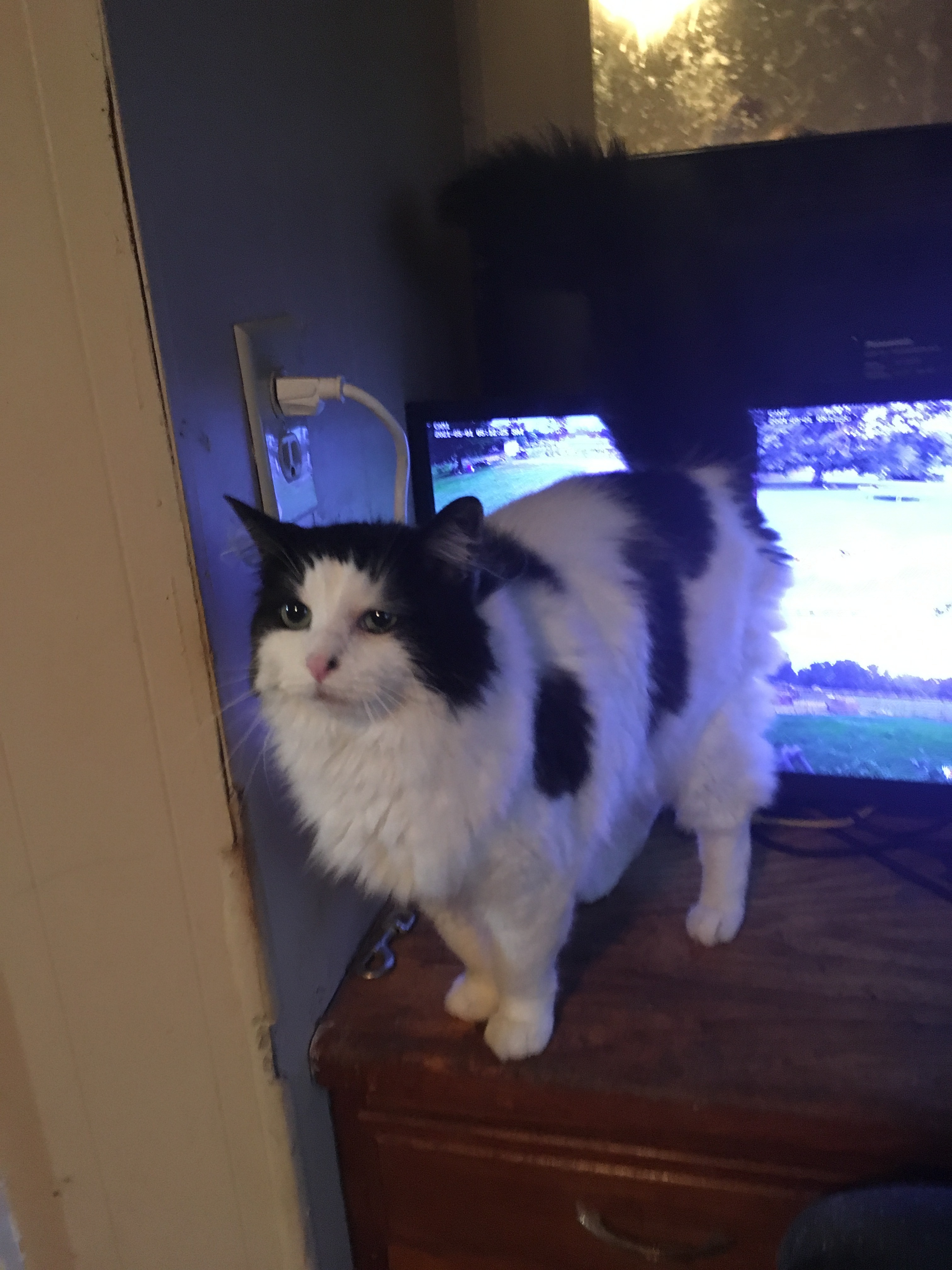 Magic, a Adoptable mixed breed in Walker, LA image 2/6