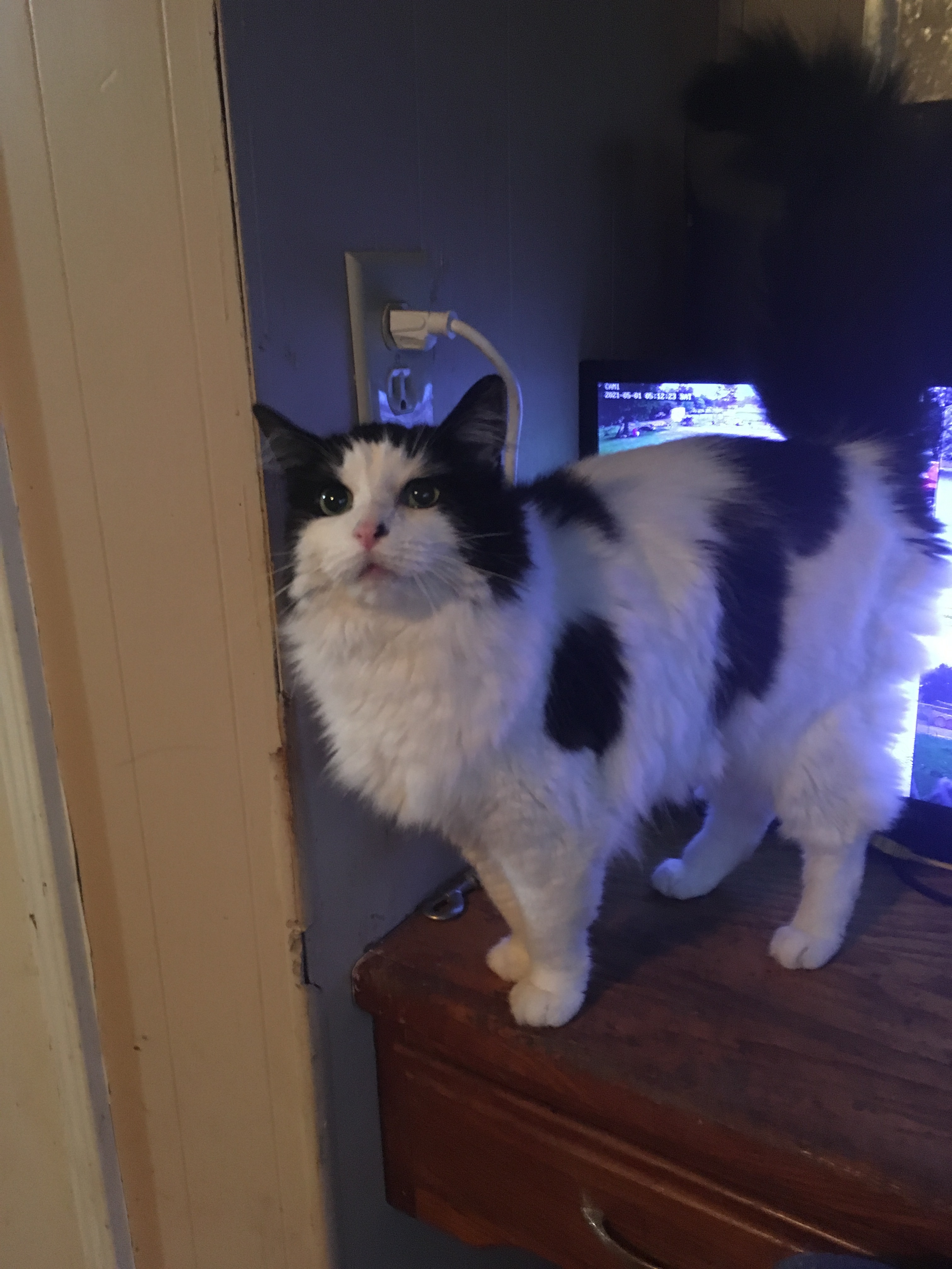 Magic, a Adoptable mixed breed in Walker, LA image 3/6