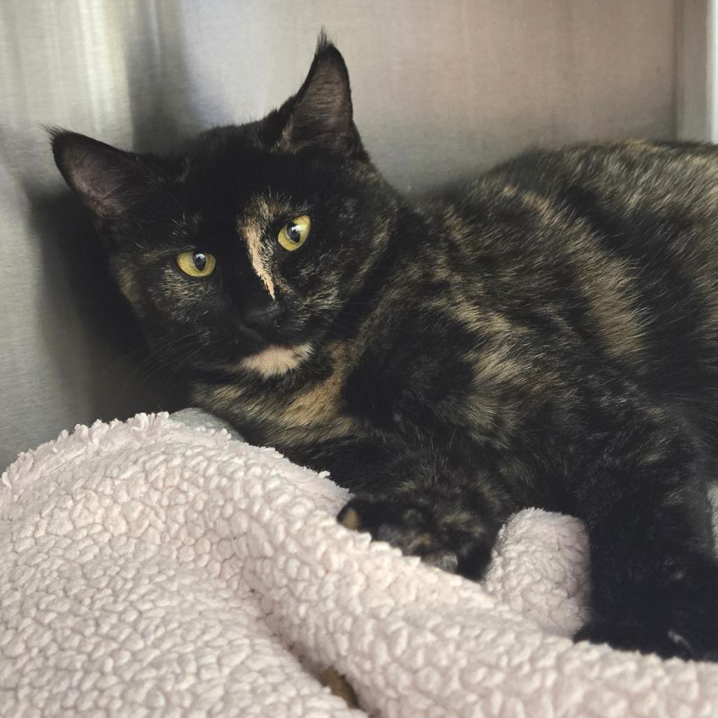 Barbara, Adoptable, Young Female Domestic Short Hair.