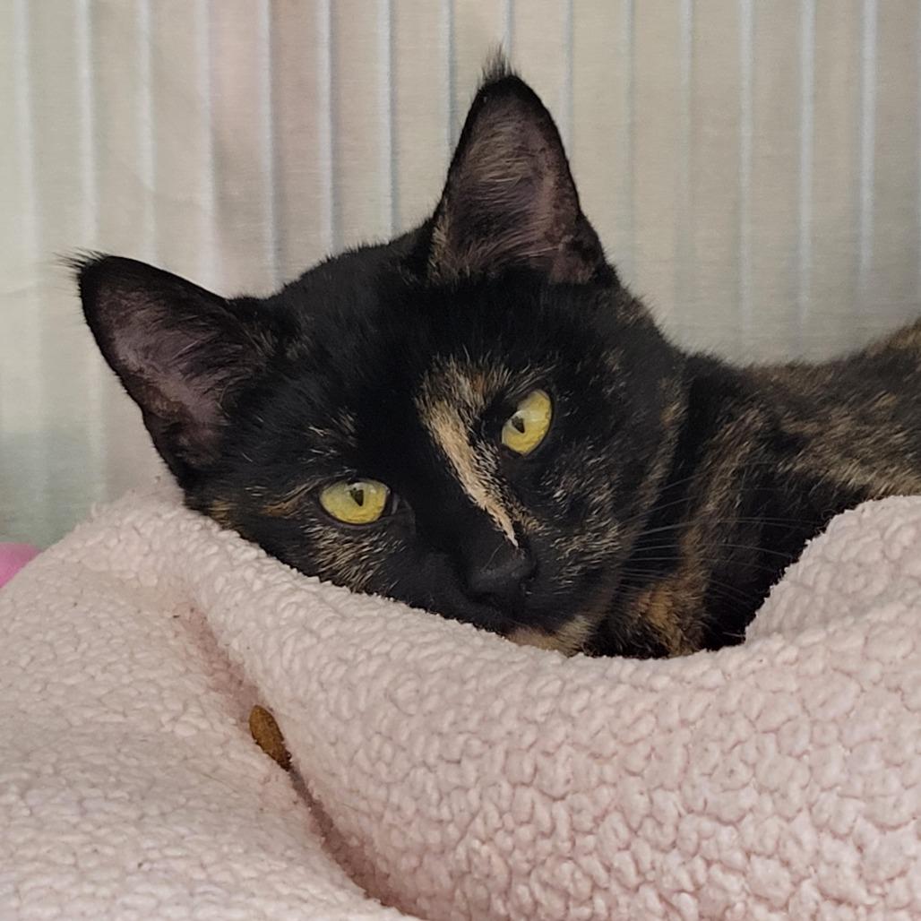 Enlarge Barbara, a Adoptable Domestic Short Hair in Nashville, IN image 2/4