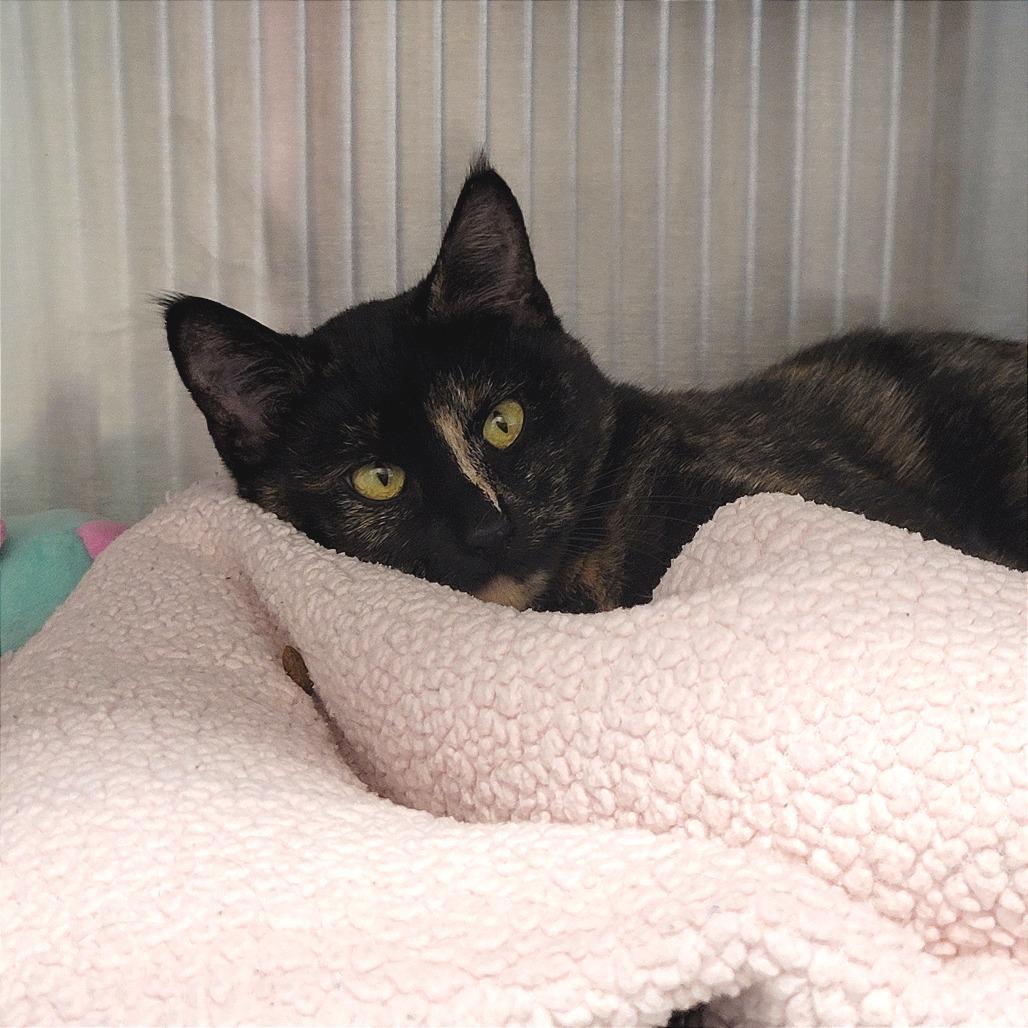 Enlarge Barbara, a Adoptable Domestic Short Hair in Nashville, IN image 3/4