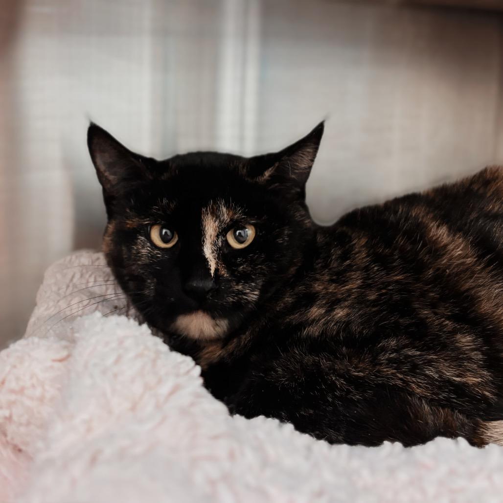 Enlarge Barbara, a Adoptable Domestic Short Hair in Nashville, IN image 4/4