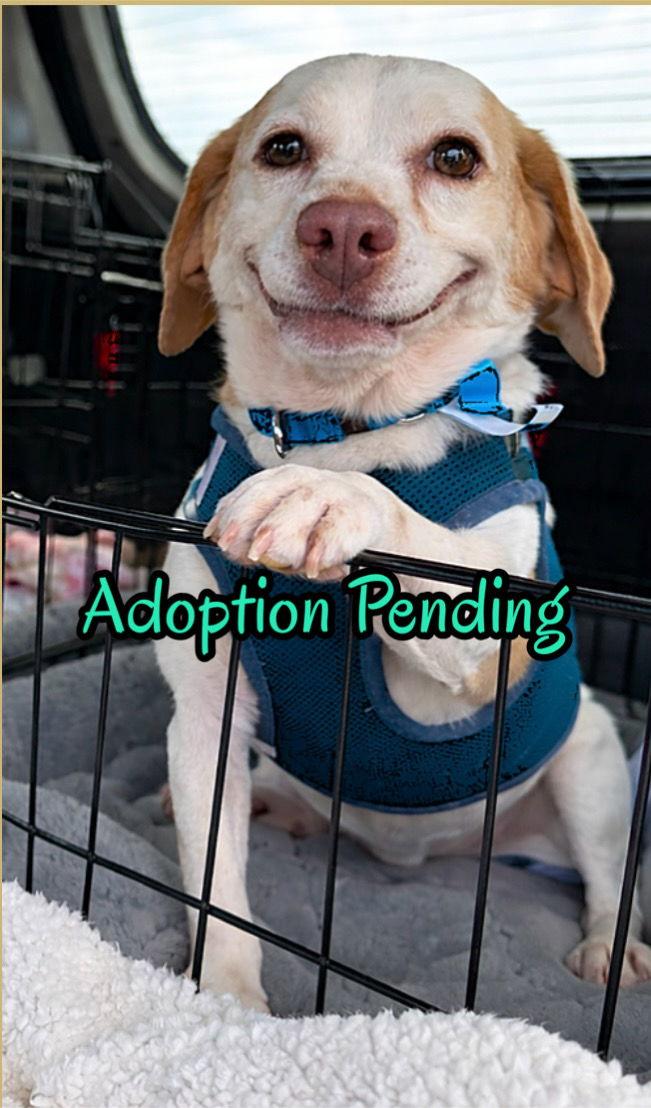Willie VI, Adoptable, Adult Male Beagle.