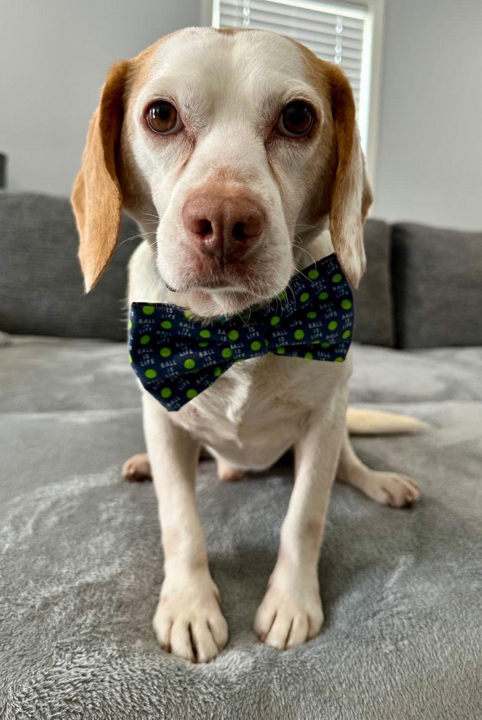 Willie VI — thumbnail 2