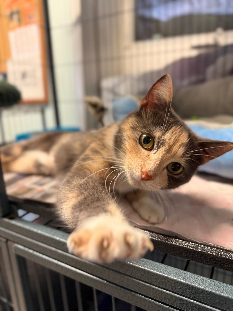 Helen, Adopted, Young Female Domestic Short Hair.