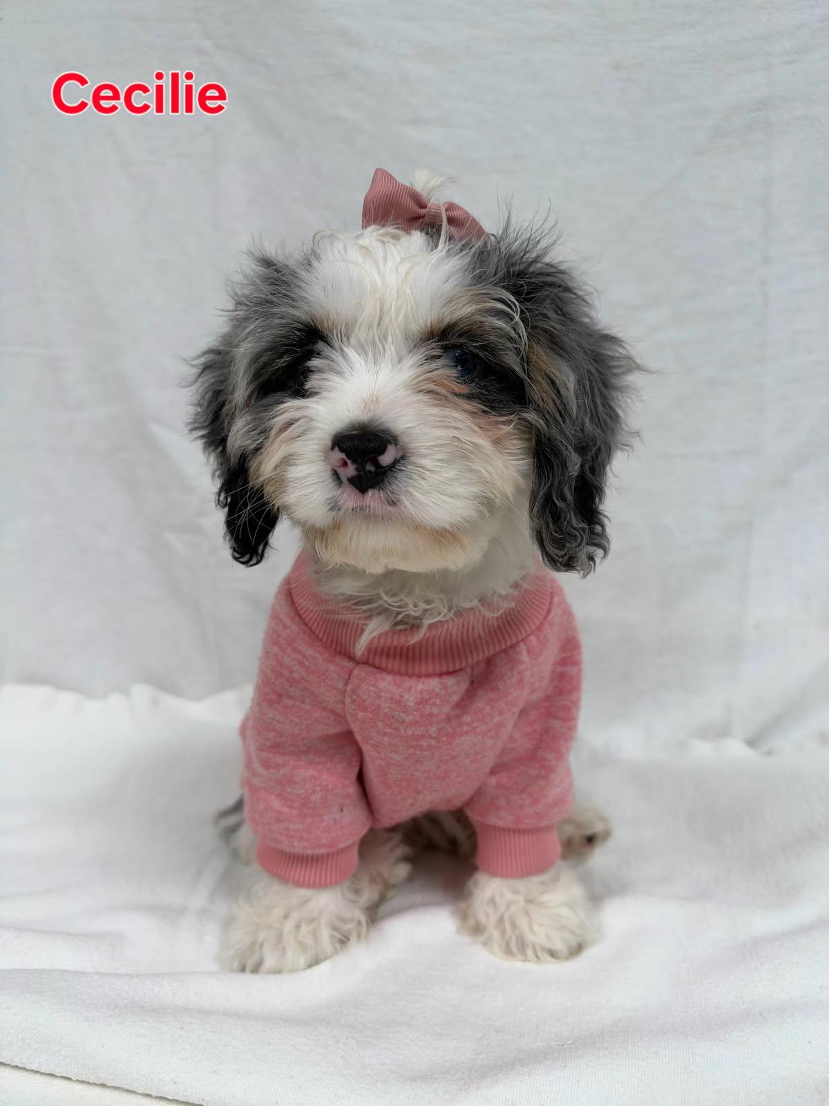 CECILLE, Adoptable, Puppy Female Cavapoo.