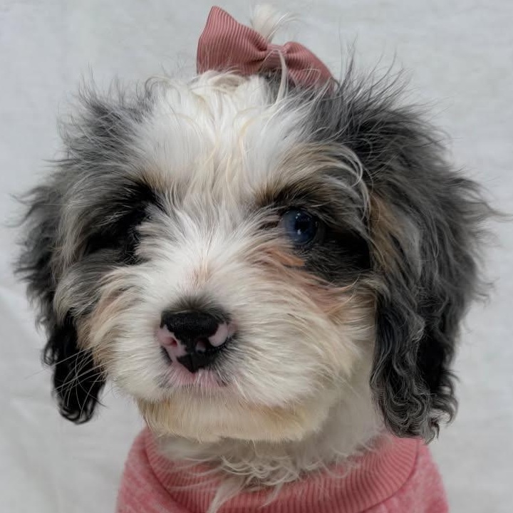 Enlarge CECILLE, a Adoptable Cavapoo in Ashland, OH image 3/3