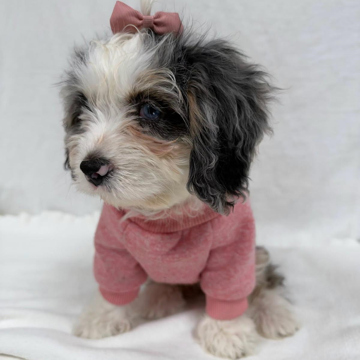 Enlarge CECILLE, a Adoptable Cavapoo in Ashland, OH image 2/3