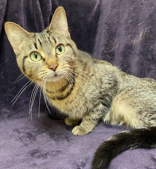 Kiah, an adopted Domestic Short Hair in Miller Beach, IN_image-1
