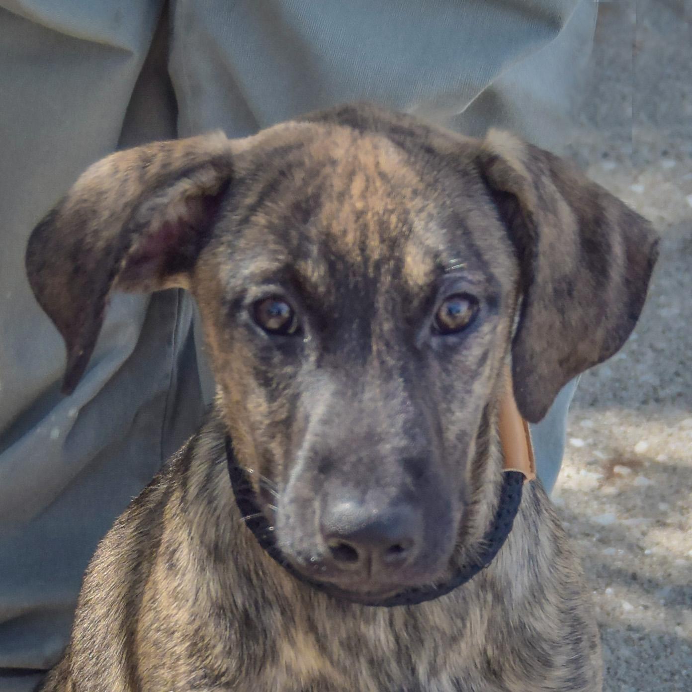 Wendy, Adoptable, Puppy Female German Shepherd Dog & Mountain Cur.