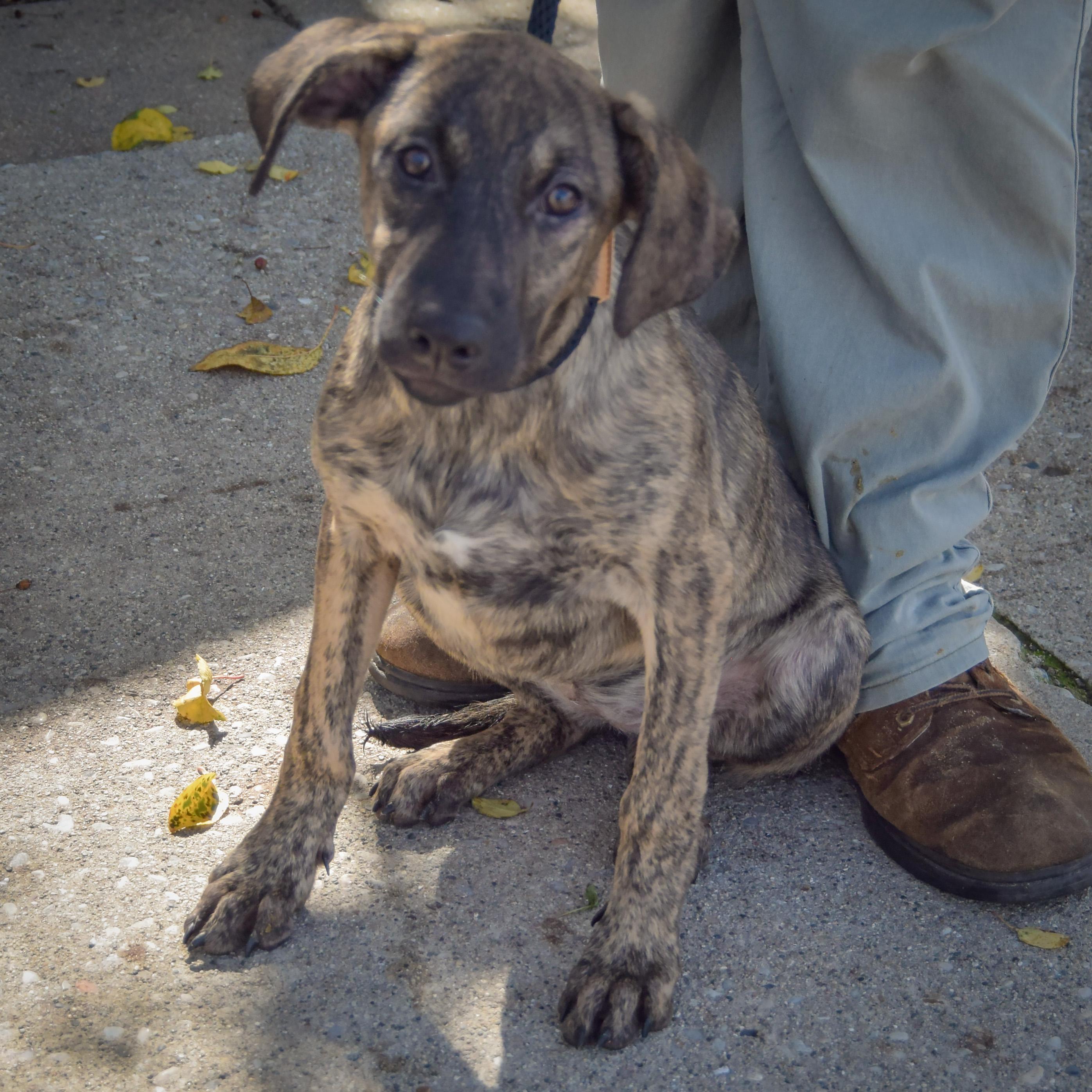 Enlarge Wendy, a Adoptable mixed breed in Huntley, IL image 3/3