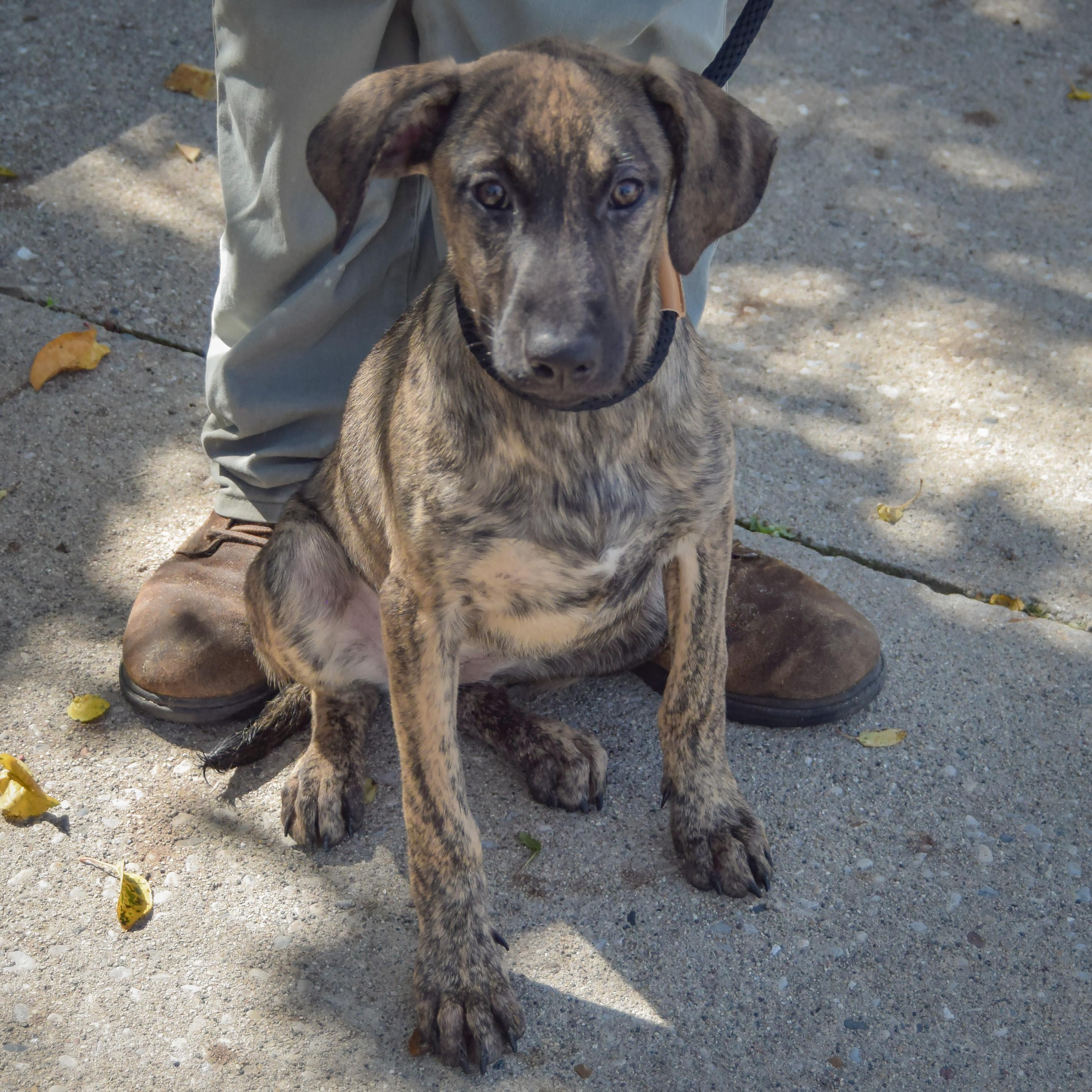 Enlarge Wendy, a Adoptable mixed breed in Huntley, IL image 2/3