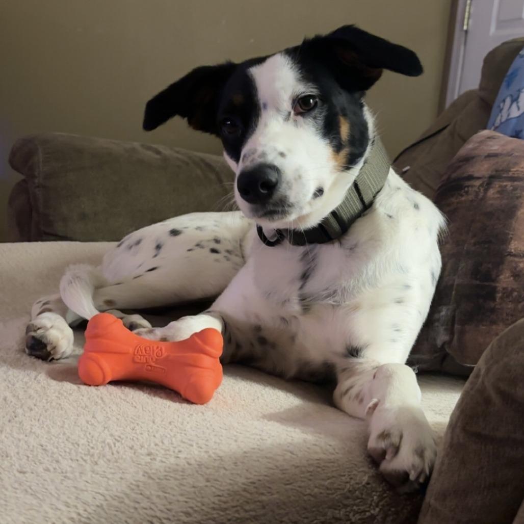 Gypsy, ADOPTABLE, Young Female Jack Russell Terrier & Border Collie.