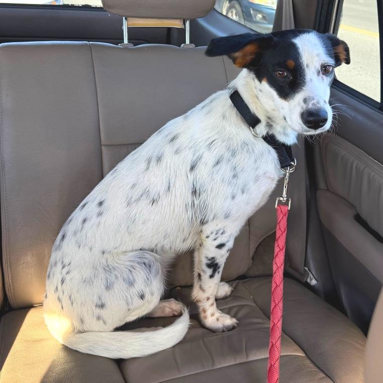 Enlarge Gypsy, a ADOPTABLE mixed breed in Columbia, MO image 3/4