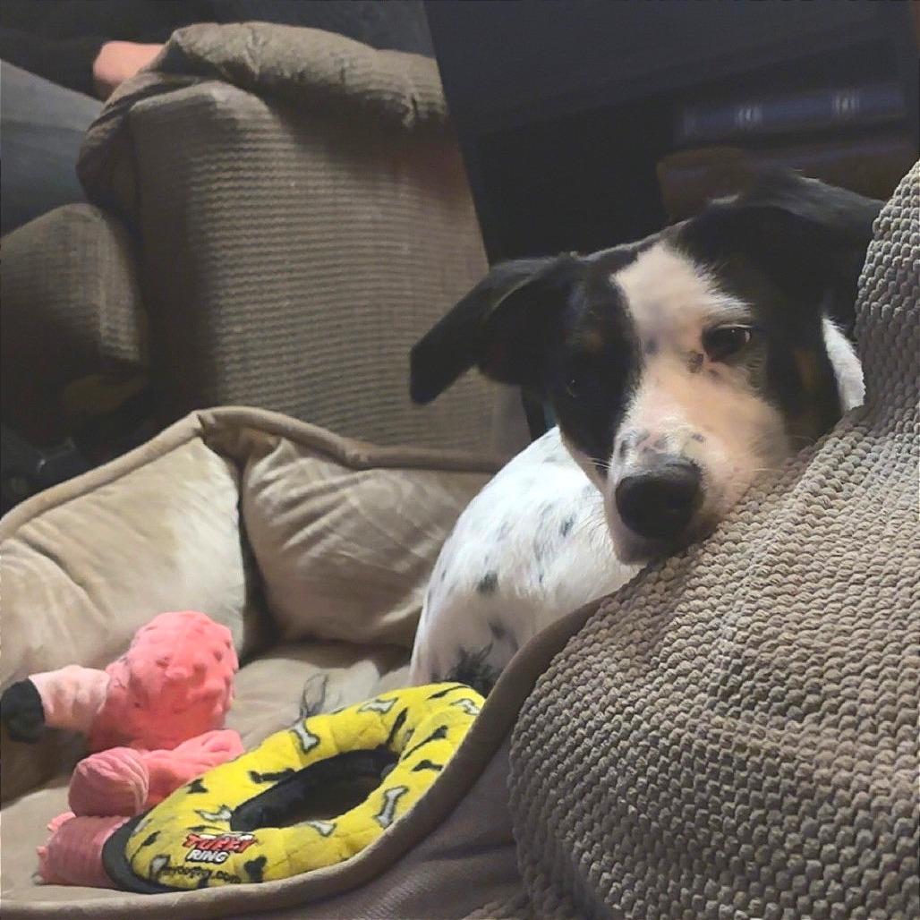 Enlarge Gypsy, a ADOPTABLE mixed breed in Columbia, MO image 4/4