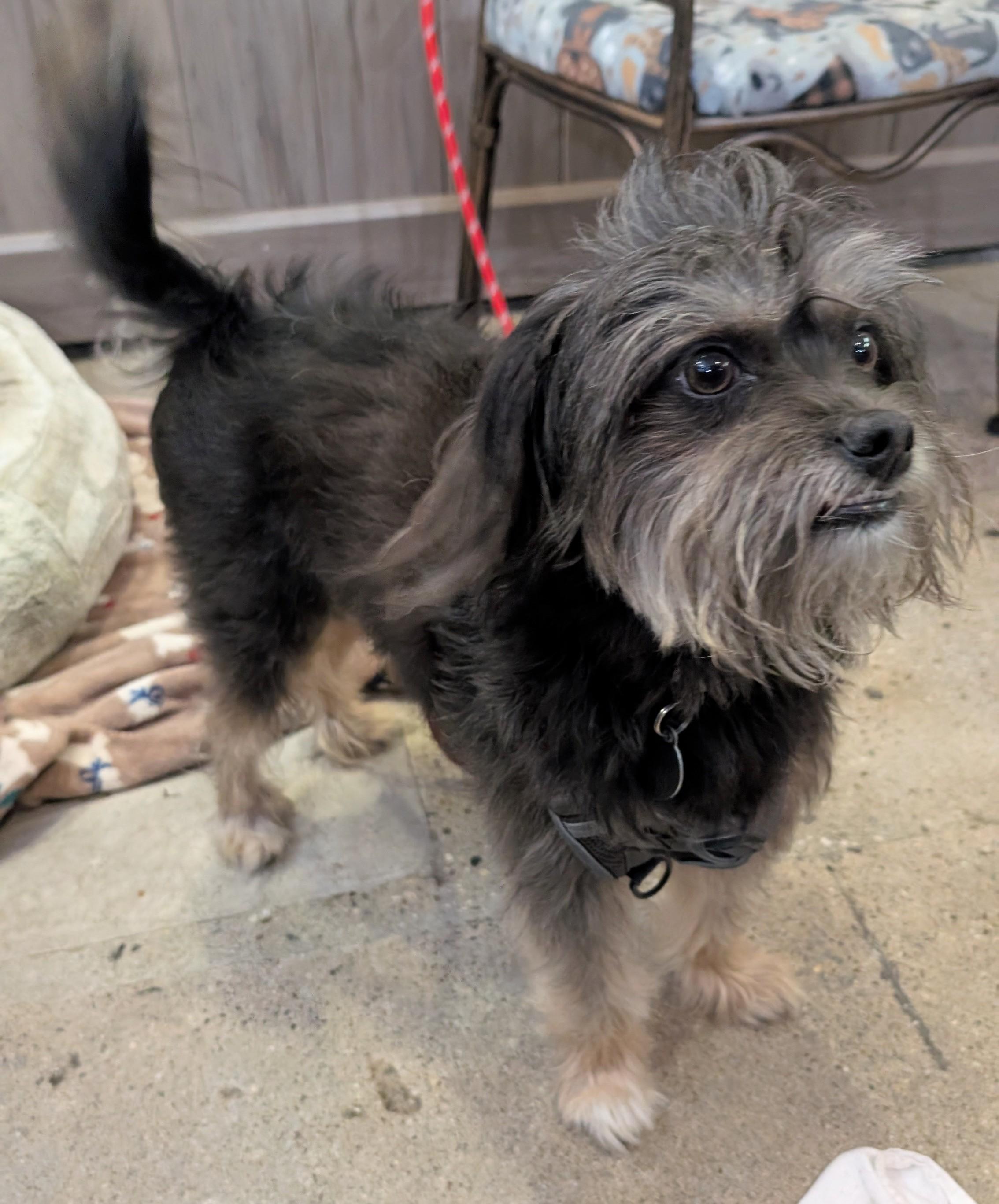 Mr. Wonderful, a Adoptable mixed breed in Thousand Oaks, CA image 2/4