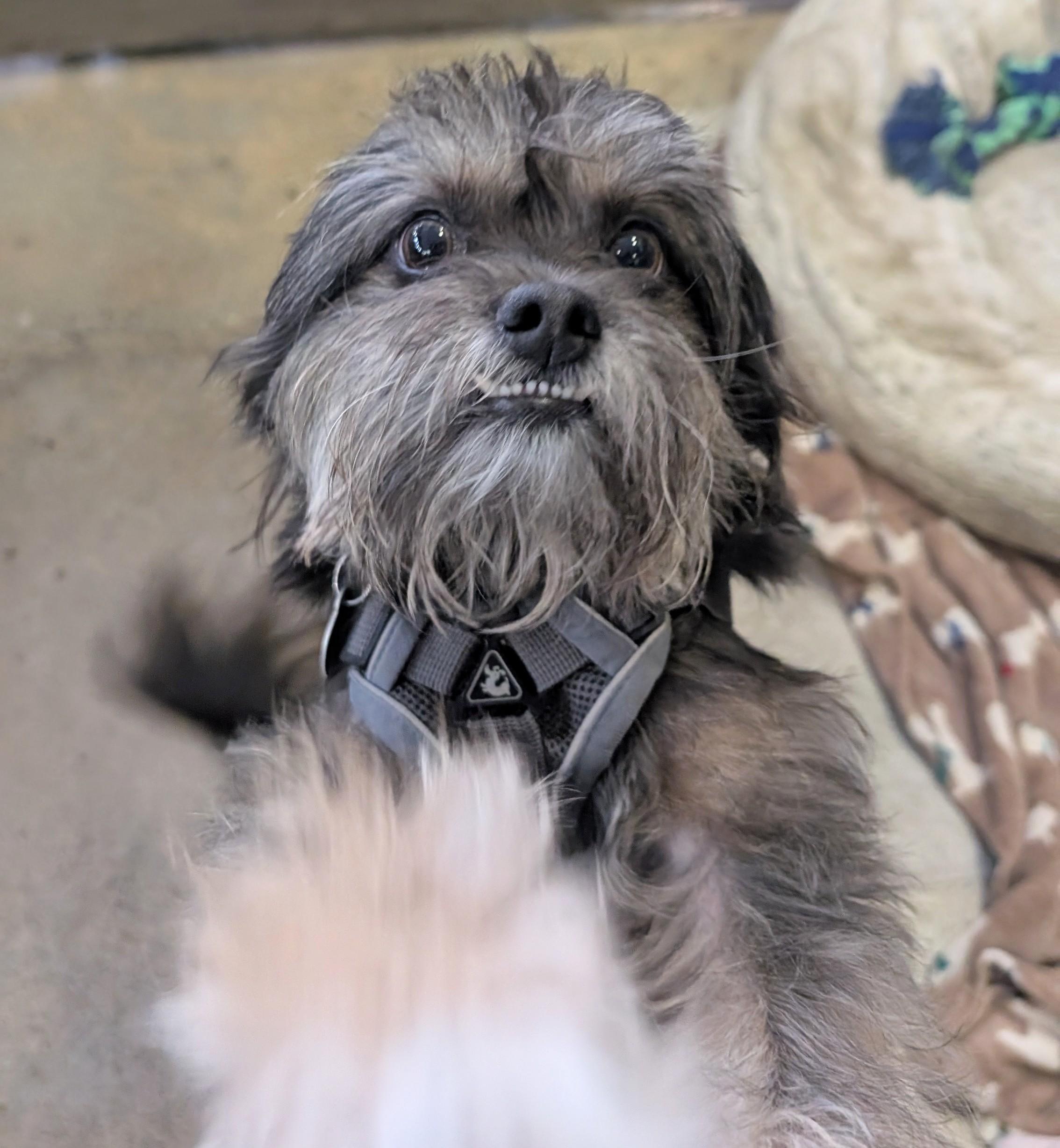 Mr. Wonderful, a Adoptable mixed breed in Thousand Oaks, CA image 3/4