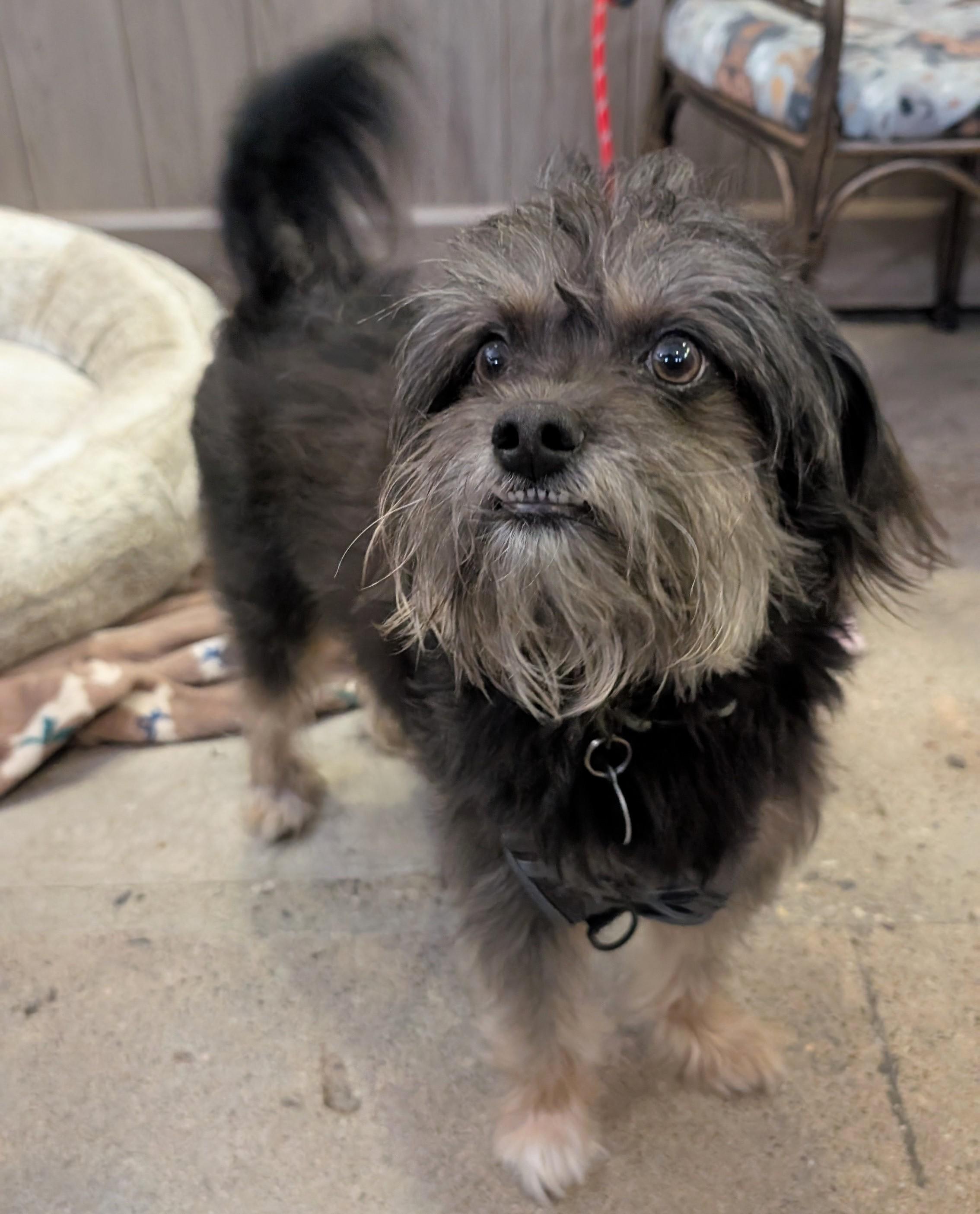 Mr. Wonderful, a Adoptable mixed breed in Thousand Oaks, CA image 4/4