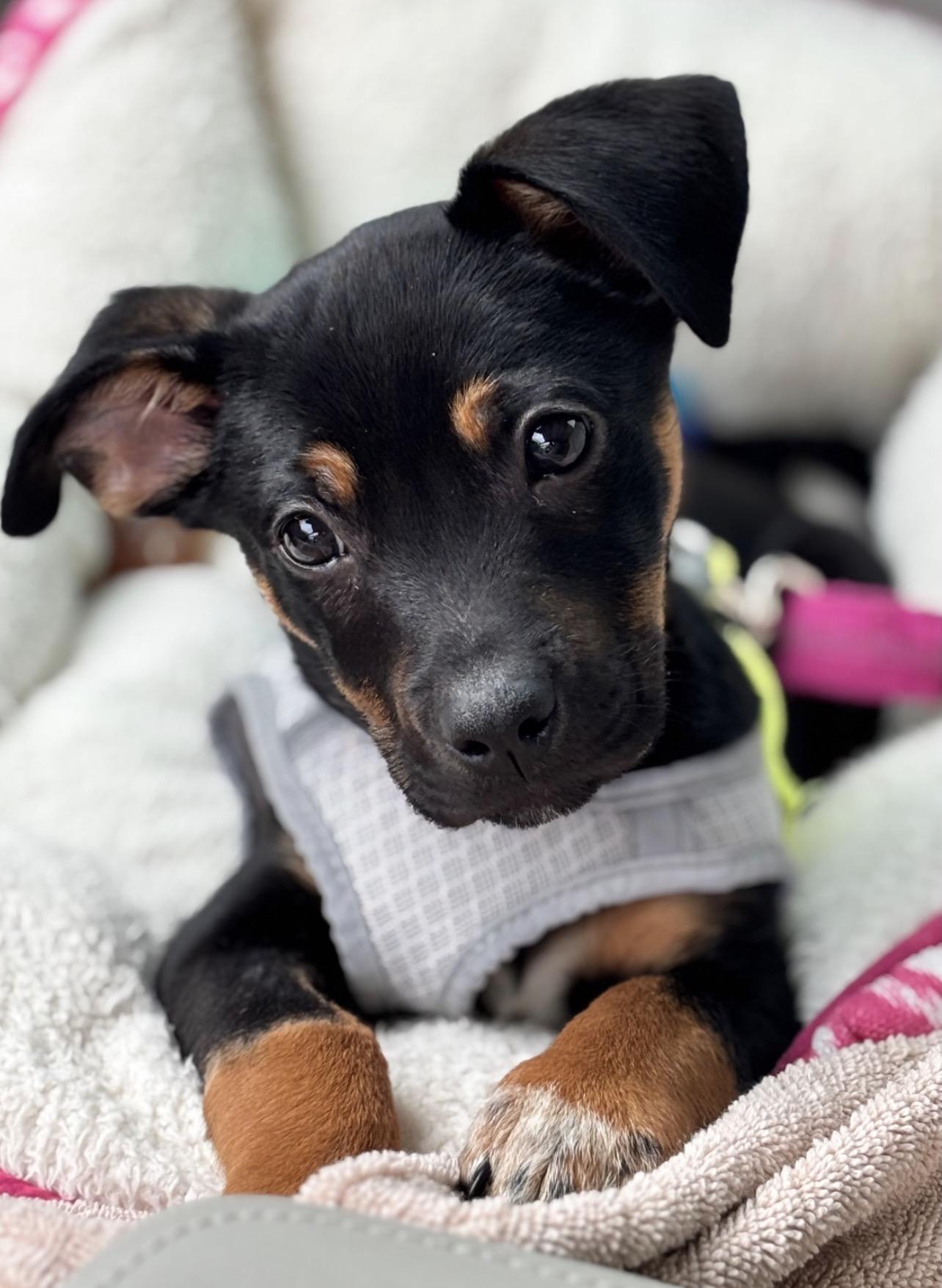 Enlarge Sam I Am, an adopted mixed breed in Richmond, VA image 3/6