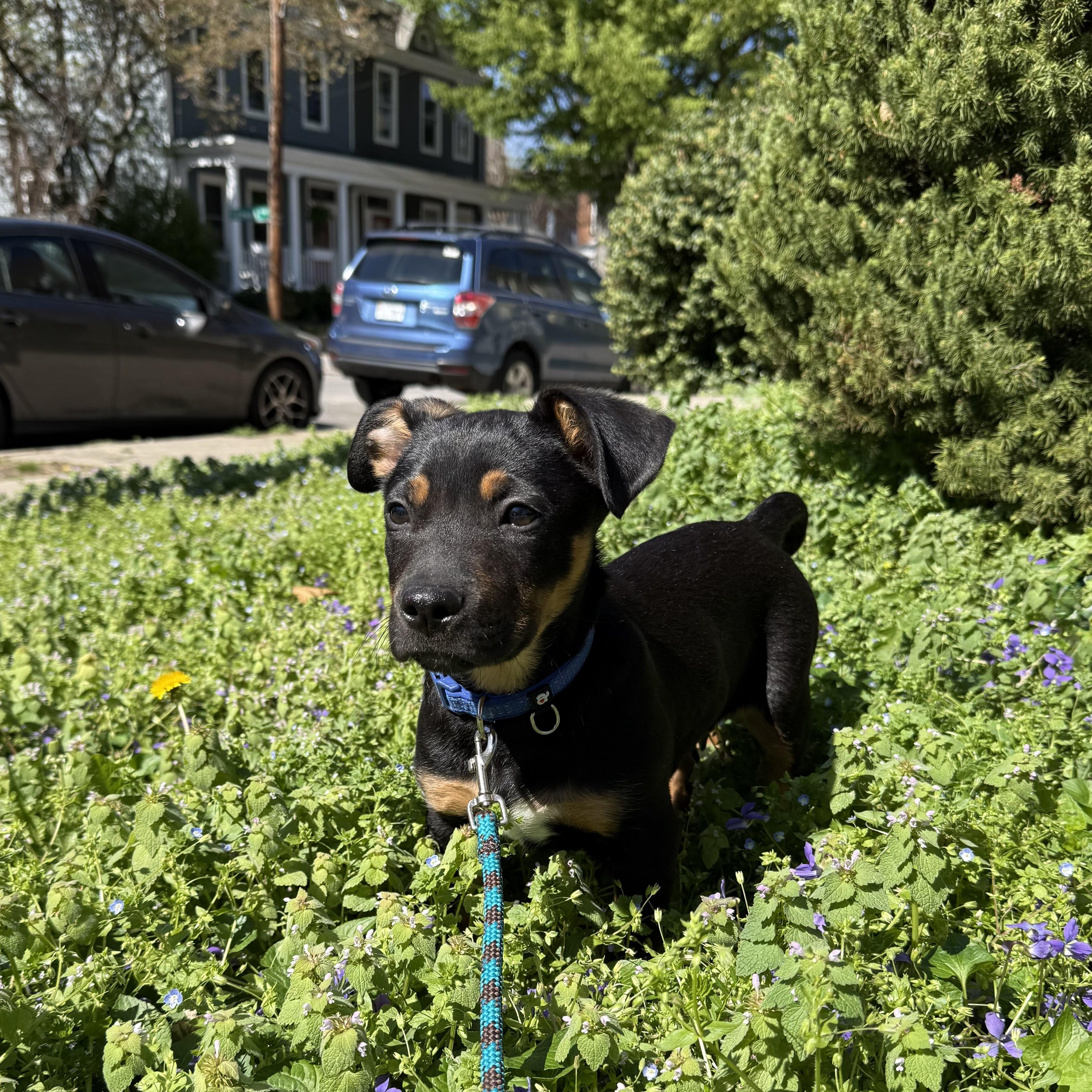 Enlarge Sam I Am, an adopted mixed breed in Richmond, VA image 2/6