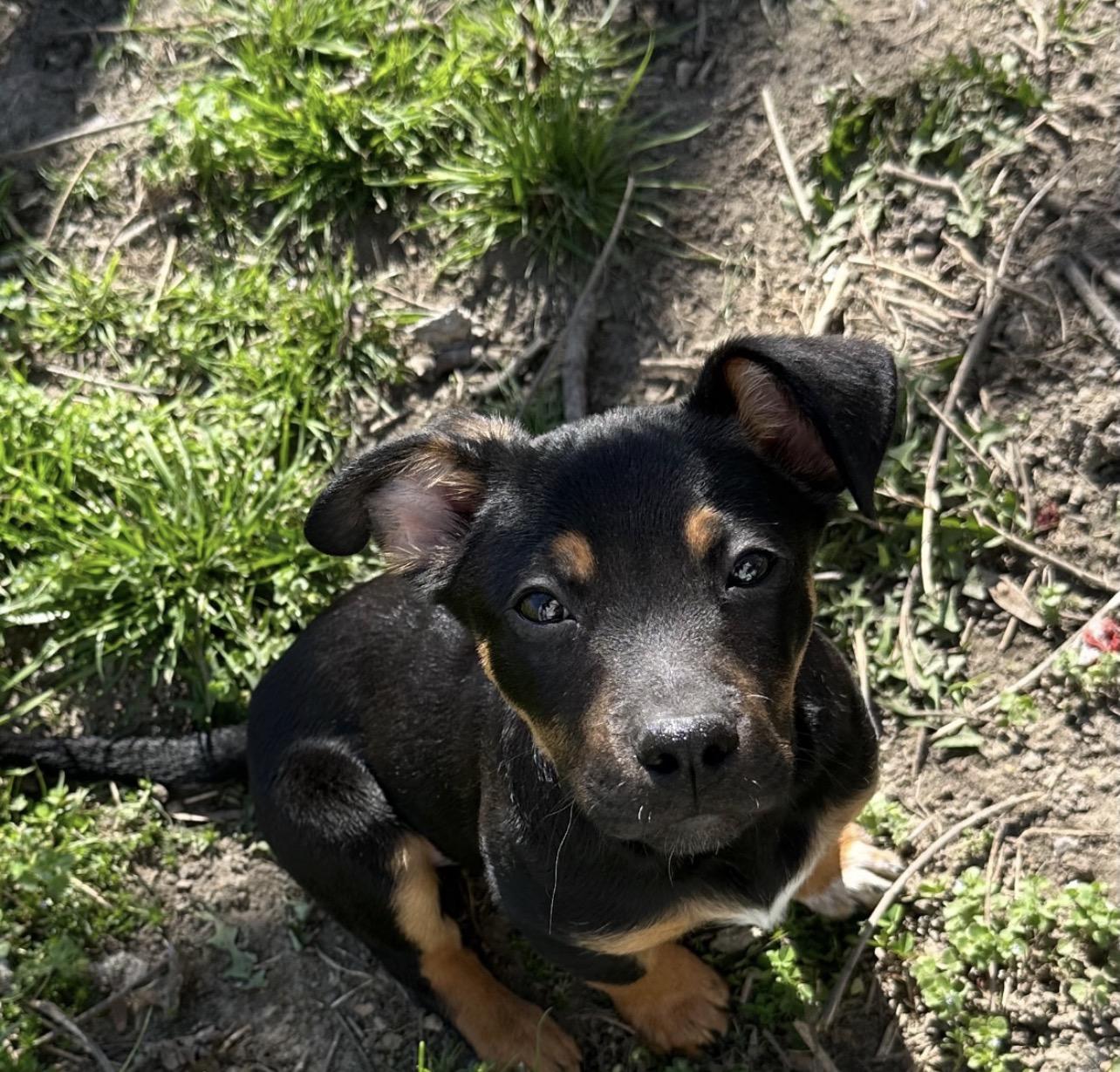 Enlarge Sam I Am, an adopted mixed breed in Richmond, VA image 4/6