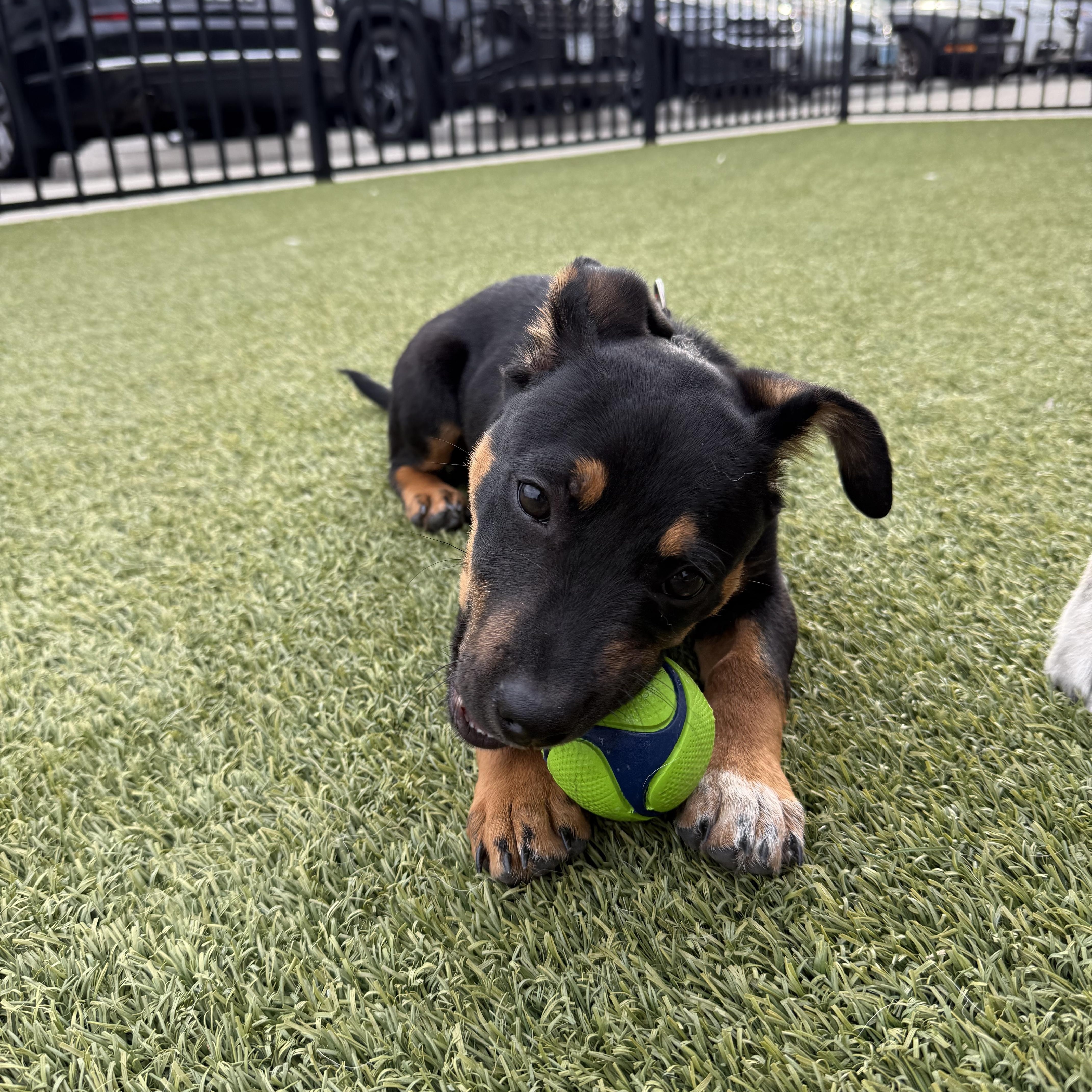 Enlarge Sam I Am, an adopted mixed breed in Richmond, VA image 6/6