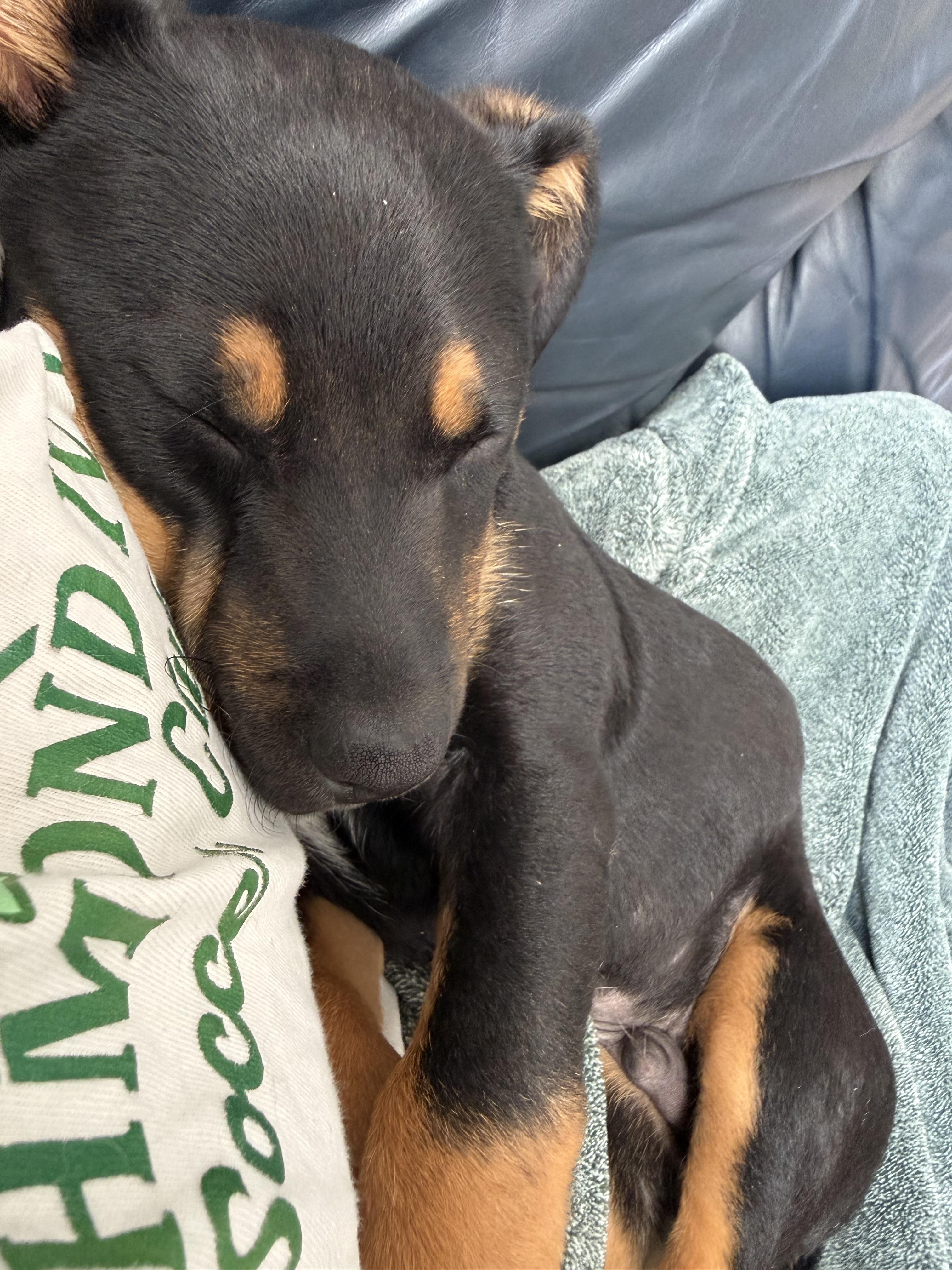 Enlarge Sam I Am, an adopted mixed breed in Richmond, VA image 5/6