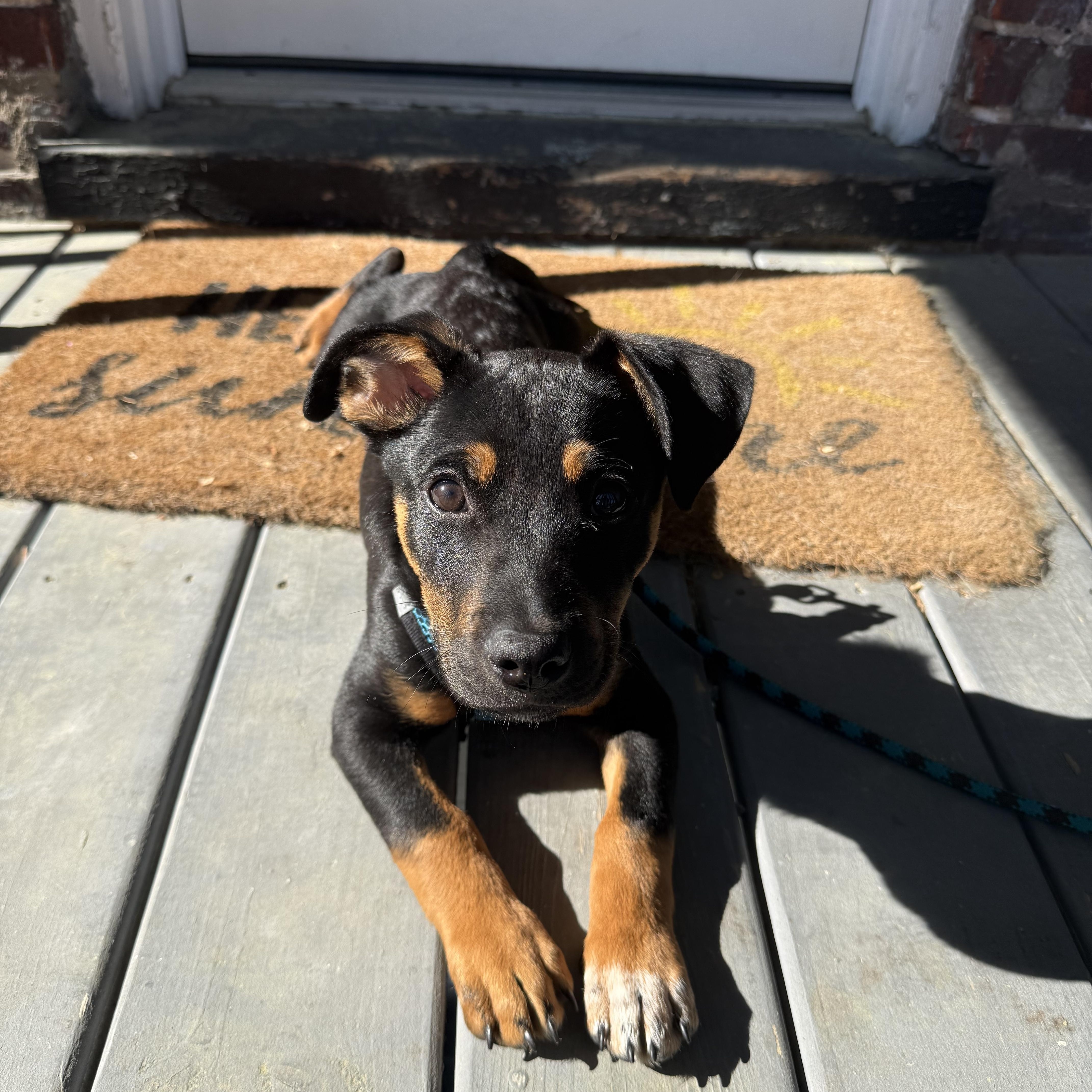 Enlarge Sam I Am, an adopted mixed breed in Richmond, VA image 1/6