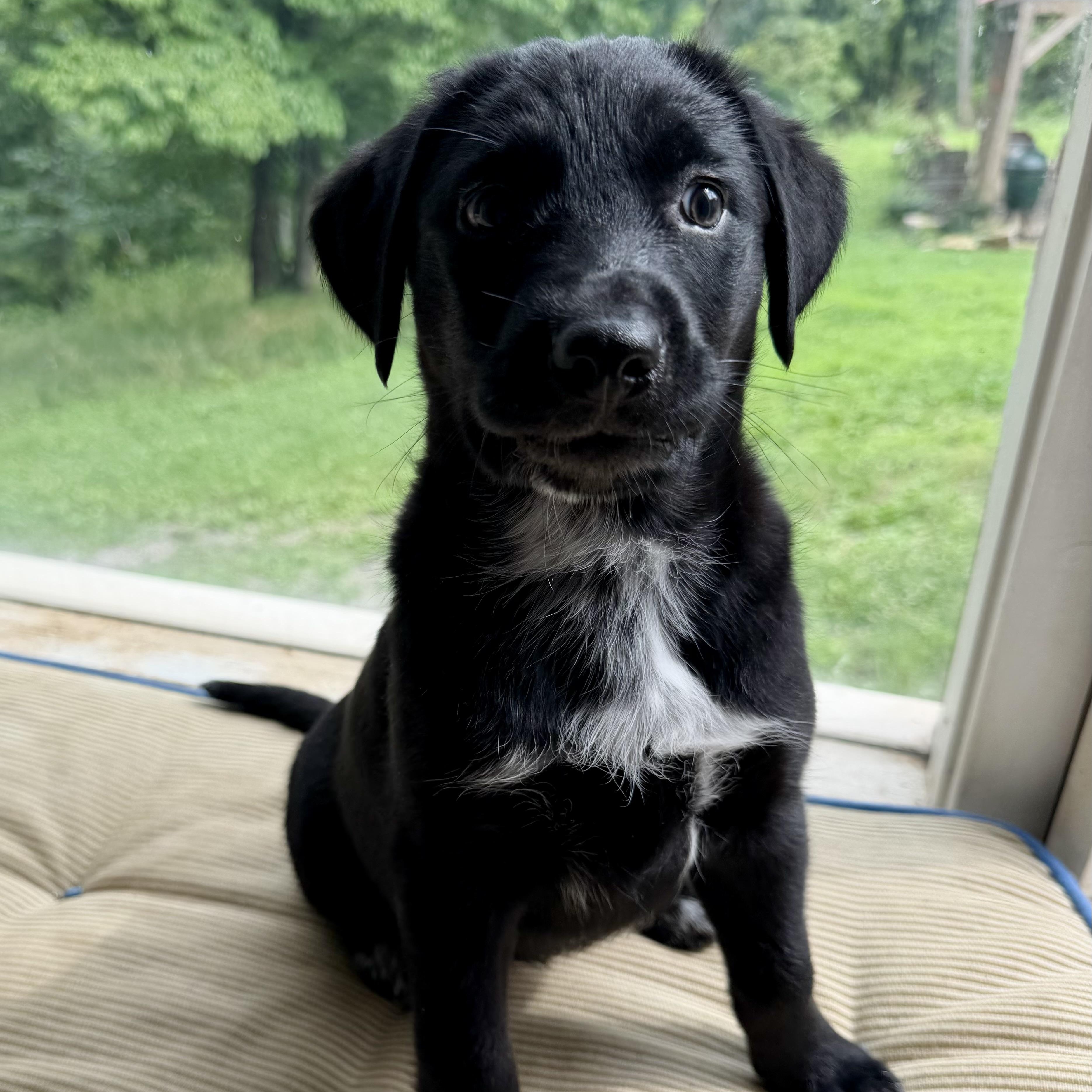 Maisee 'Puddle', adoptable, Puppy Female Labrador Retriever.