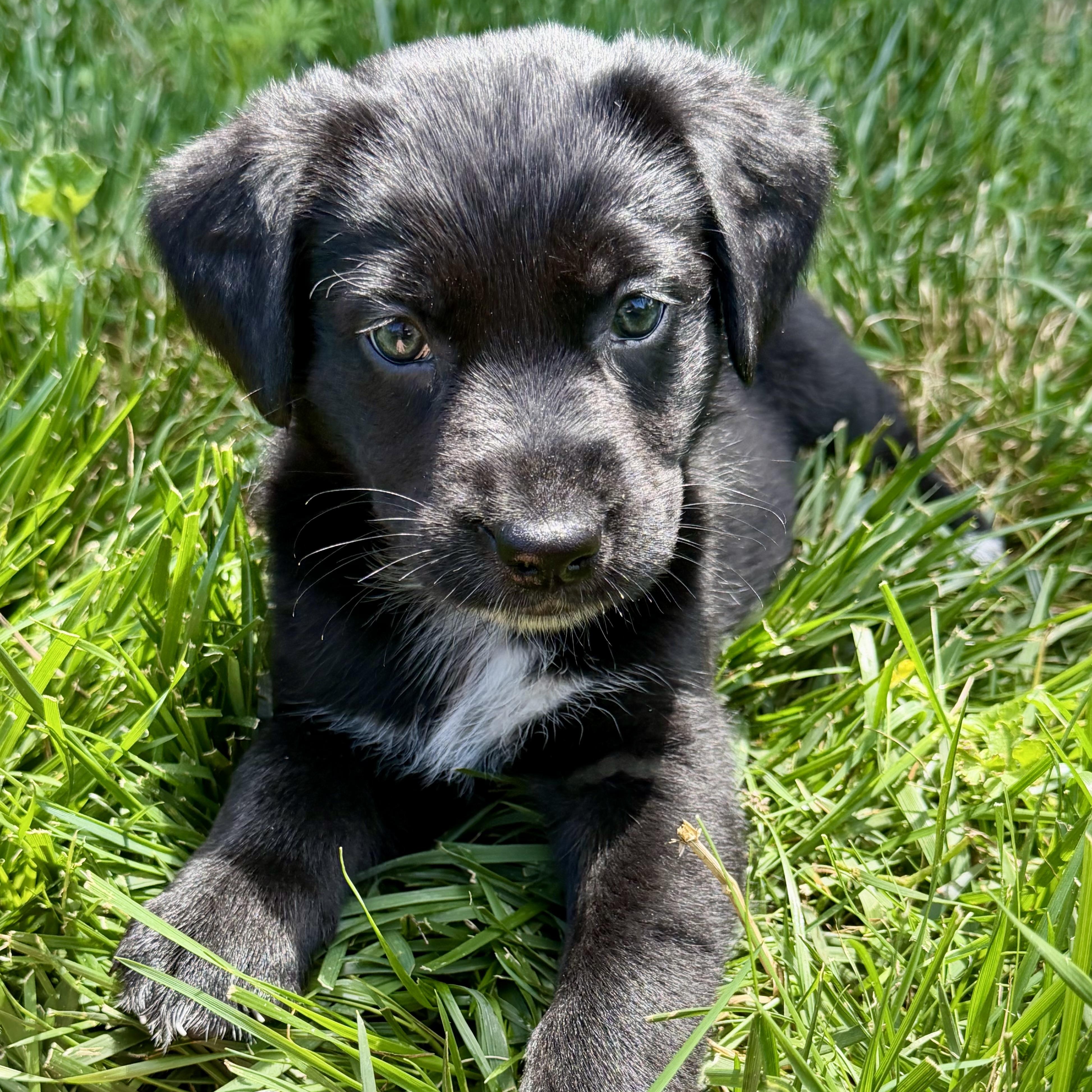 Maisee 'Puddle', an adoptable mixed breed in Thompson's Station, TN image 1/2