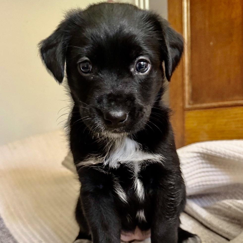 Maisee 'Puddle', an adoptable mixed breed in Thompson's Station, TN image 2/2
