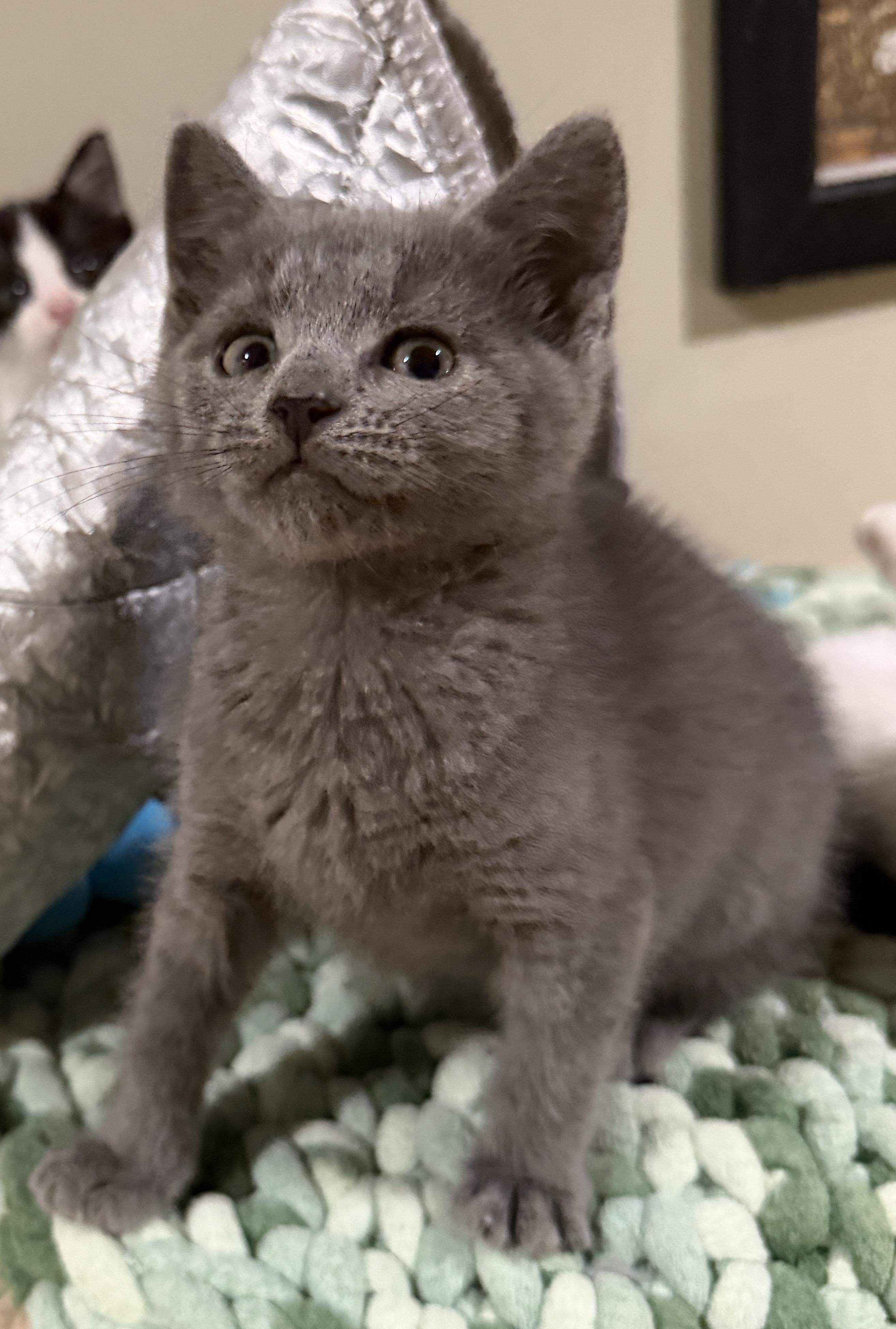 Enlarge Macy, an adopted Domestic Short Hair in East Hanover, NJ image 3/3