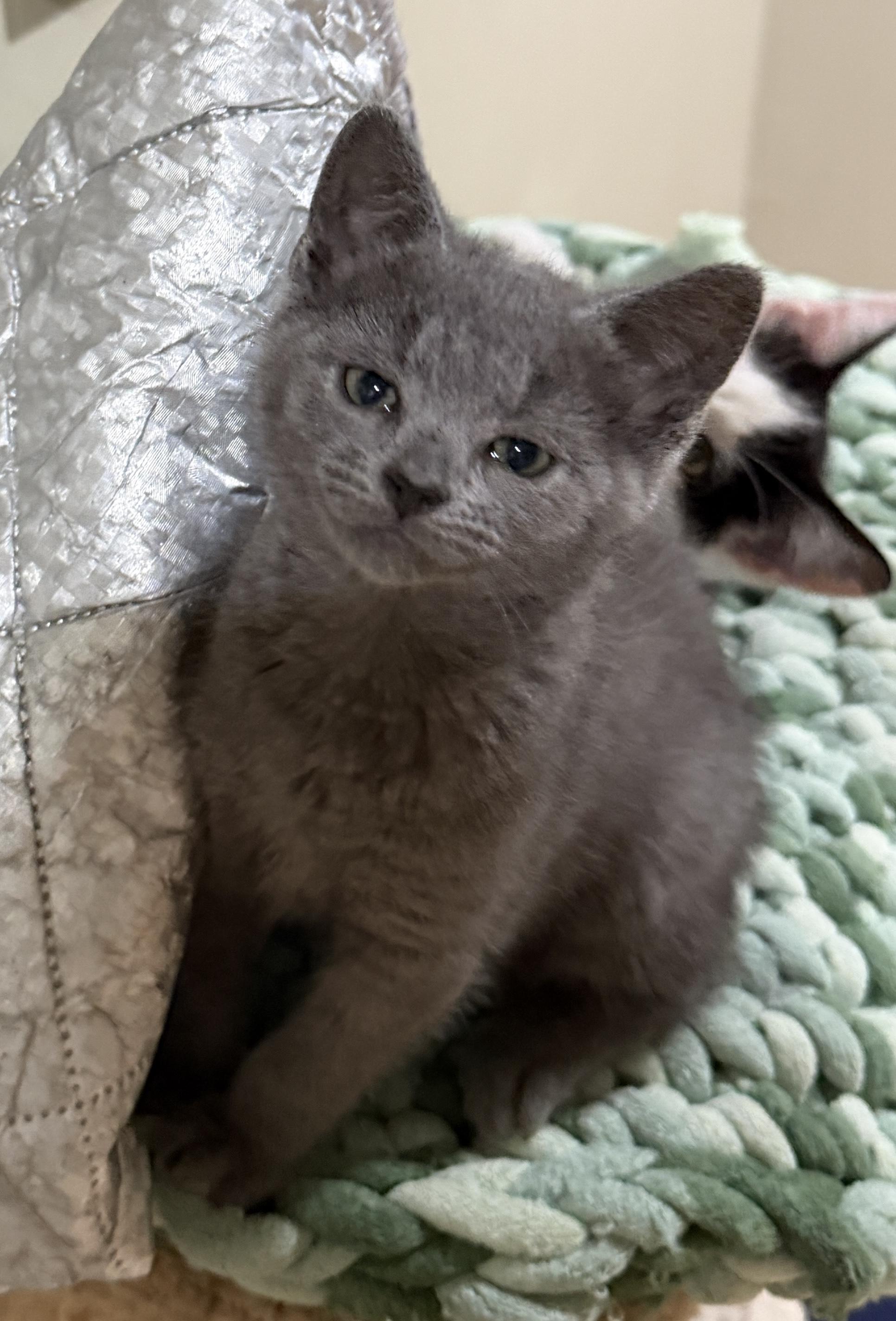 Macy, adopted, Kitten Female Domestic Short Hair.