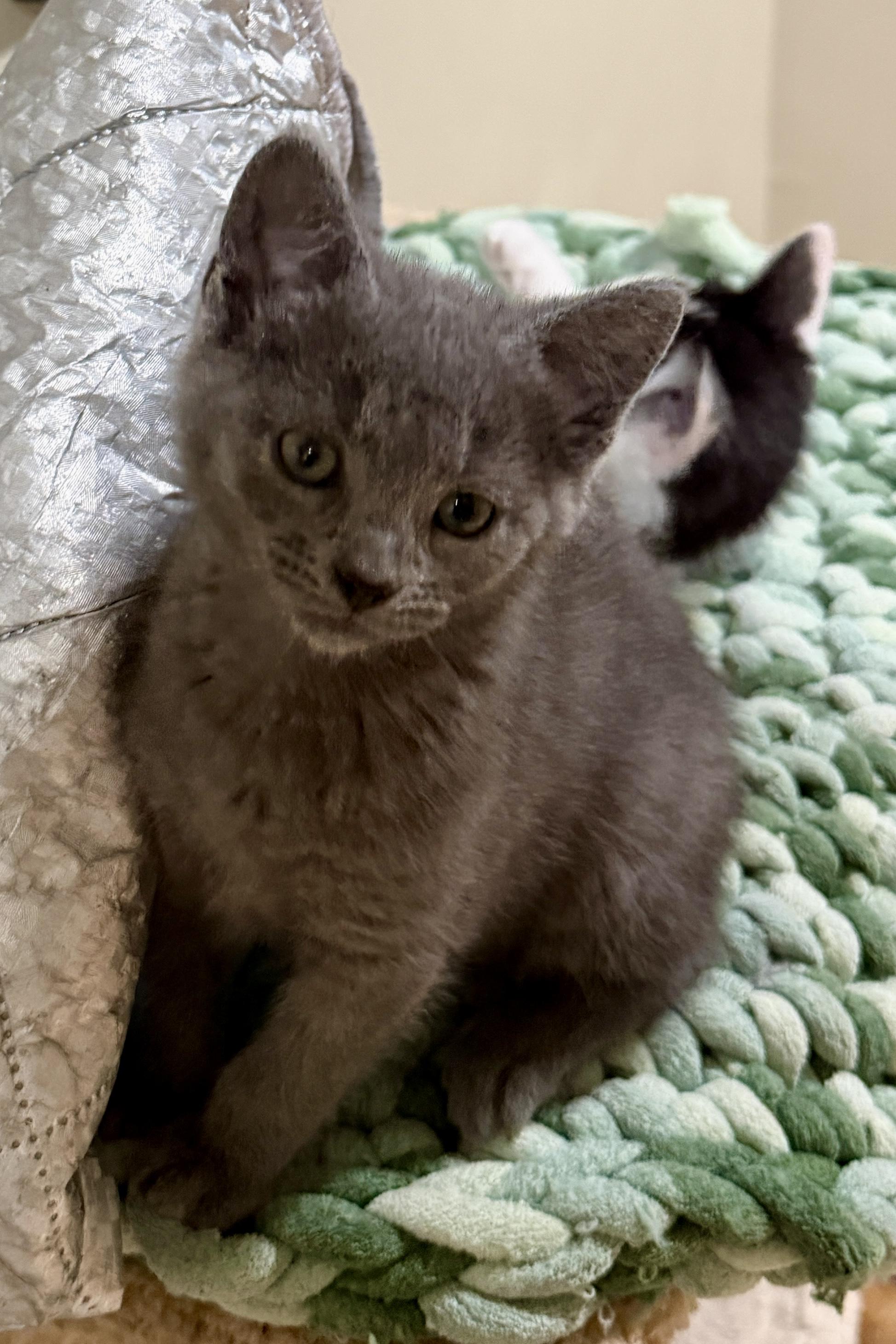Enlarge Macy, an adopted Domestic Short Hair in East Hanover, NJ image 2/3