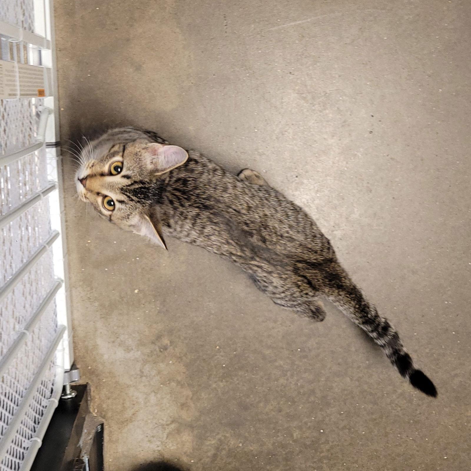 Enlarge ROUGH RUNNER (How to train your dragon litter), a Adoptable Domestic Short Hair in Akron, OH image 1/2