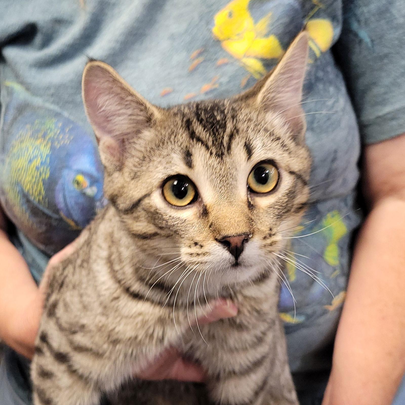 Enlarge ROUGH RUNNER (How to train your dragon litter), a Adoptable Domestic Short Hair in Akron, OH image 2/2