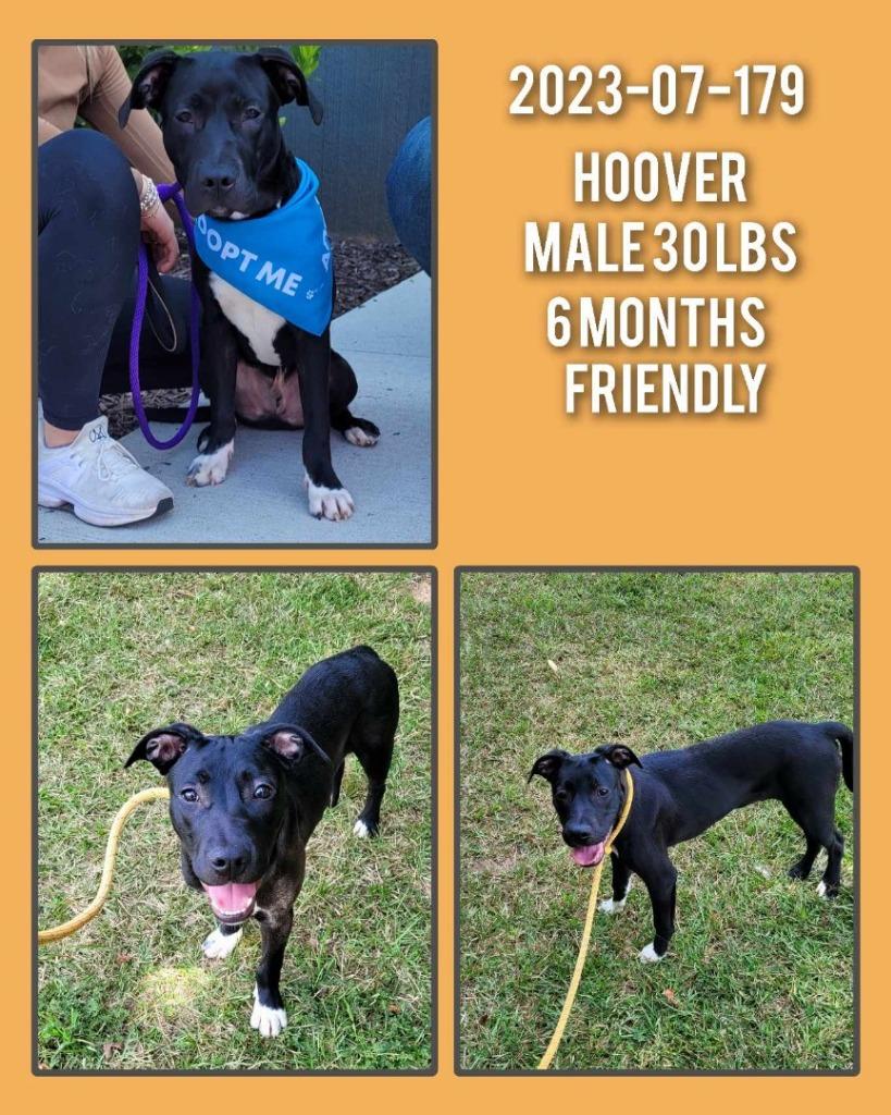 2024-07-125 *Hoover*, Adopted, Adult Male Labrador Retriever.