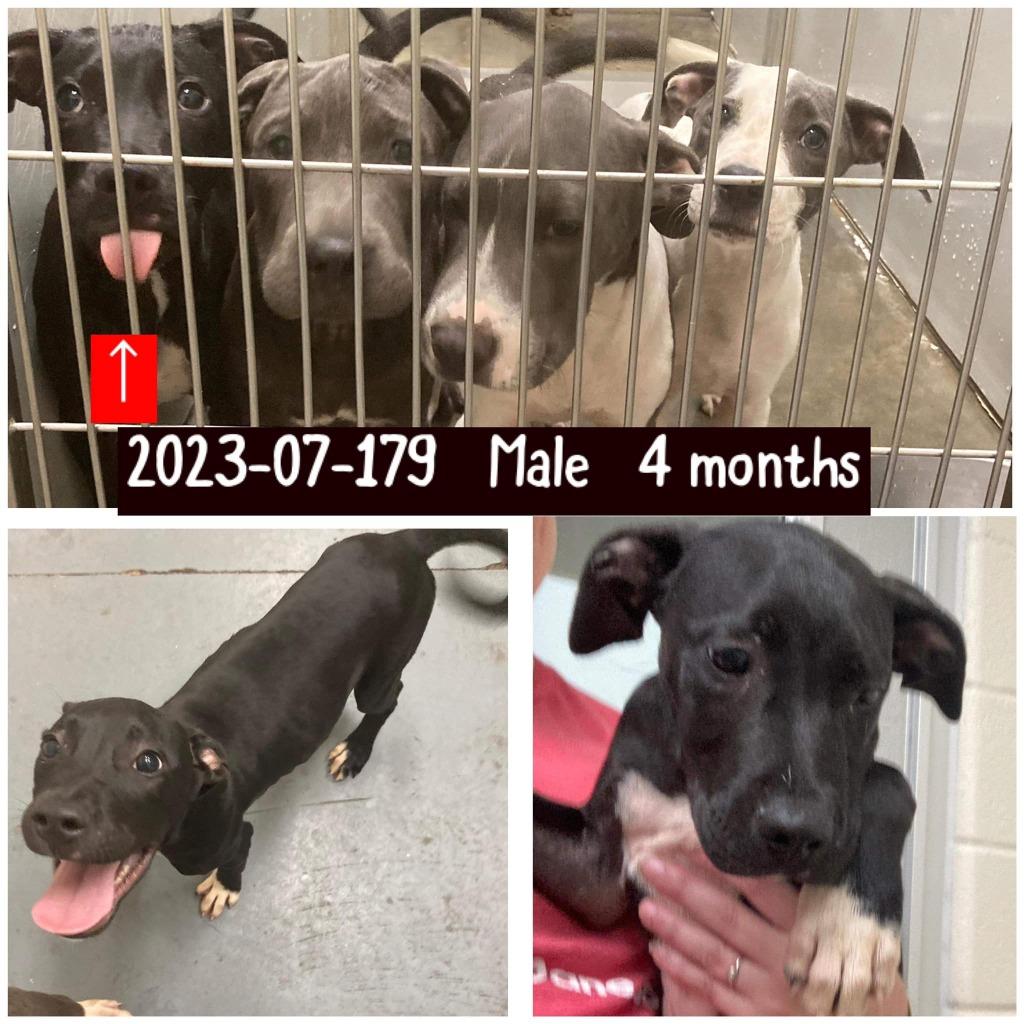 Enlarge 2024-07-125 *Hoover*, a Adopted Labrador Retriever in Winder, GA image 2/2